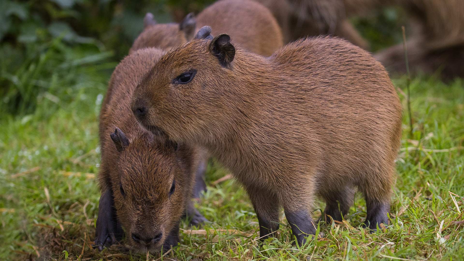 Capybara-Babies---Aug-2024---WSP-18-cropped-for-web-desktop-landscape-1920x1080.jpg