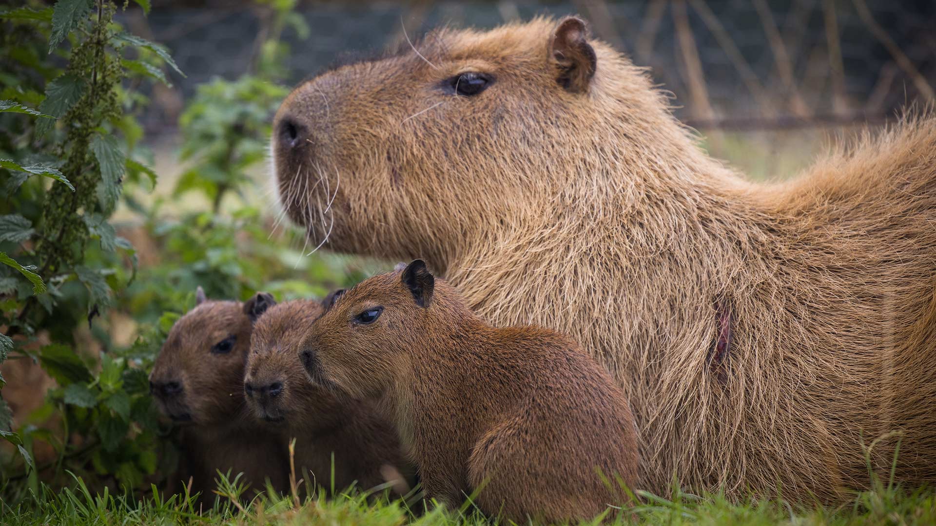 Capybara-Babies---Aug-2024---WSP-21-cropped-for-web-desktop-landscape-1920x1080.jpg