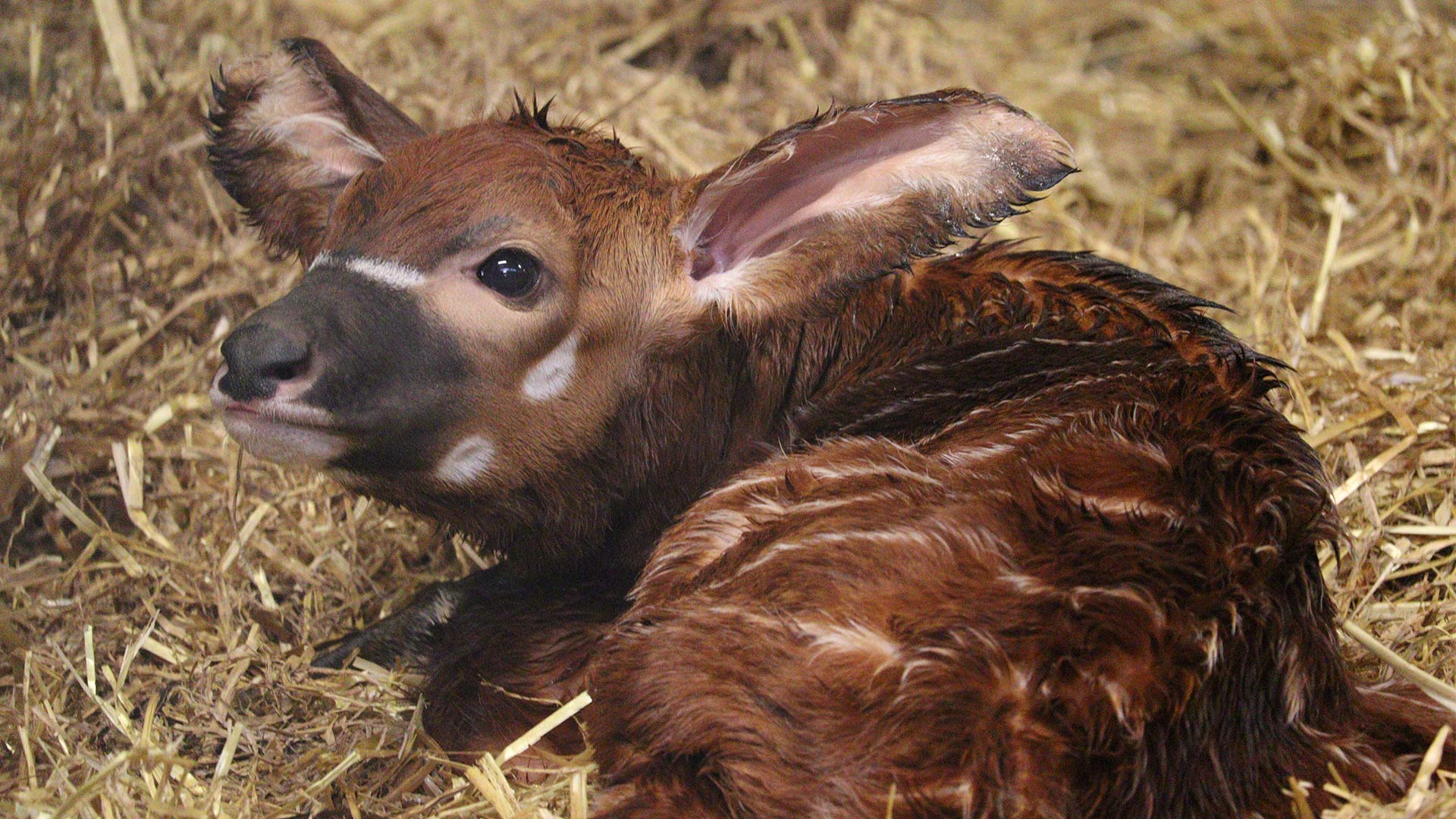 BREAKING NEWS... WOBURN WELCOMES BABY BONGO CALF! | Woburn Safari Park