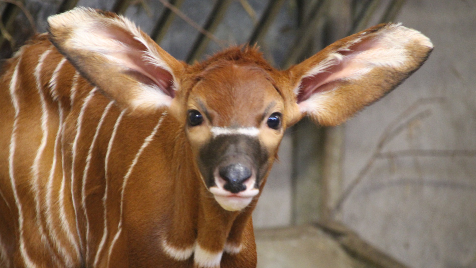 Bongo baby looking at camera 