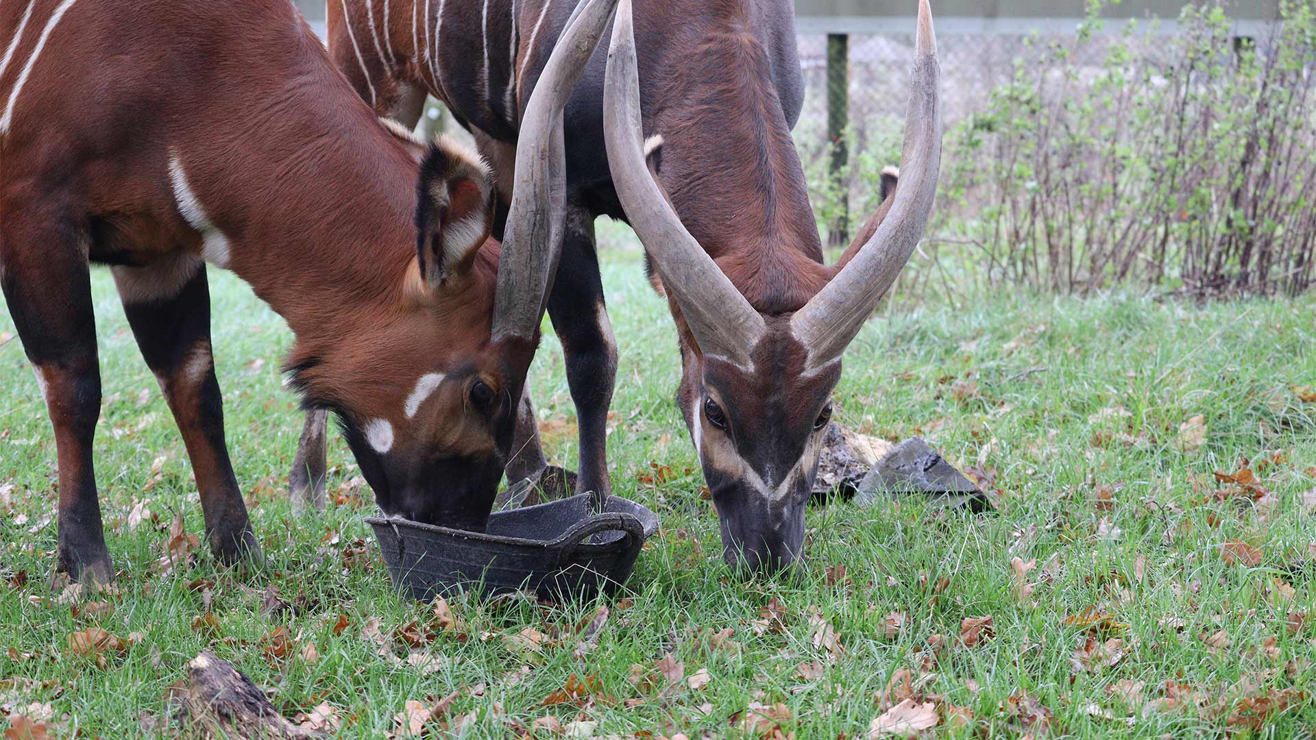 Two bongos eating