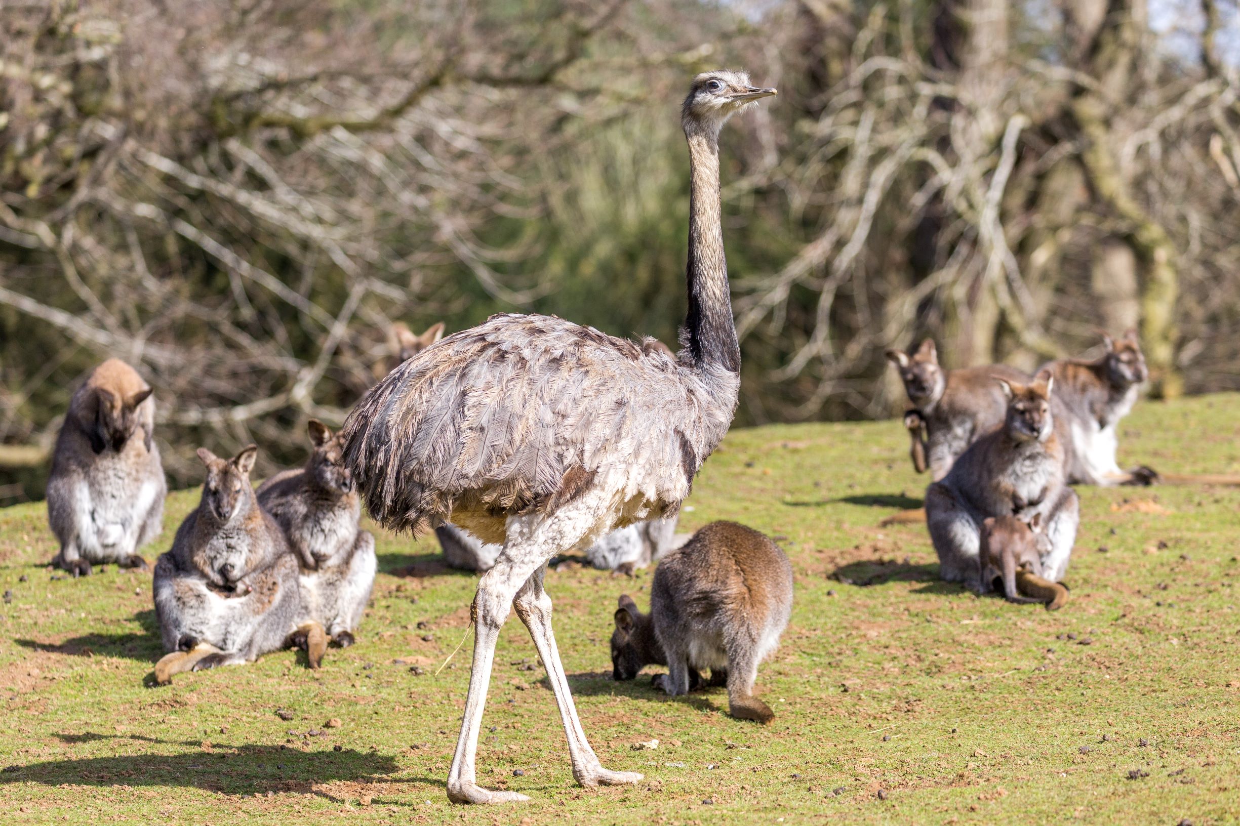 A greater rhea walks among the red necked wallabies at Woburn Safari Park