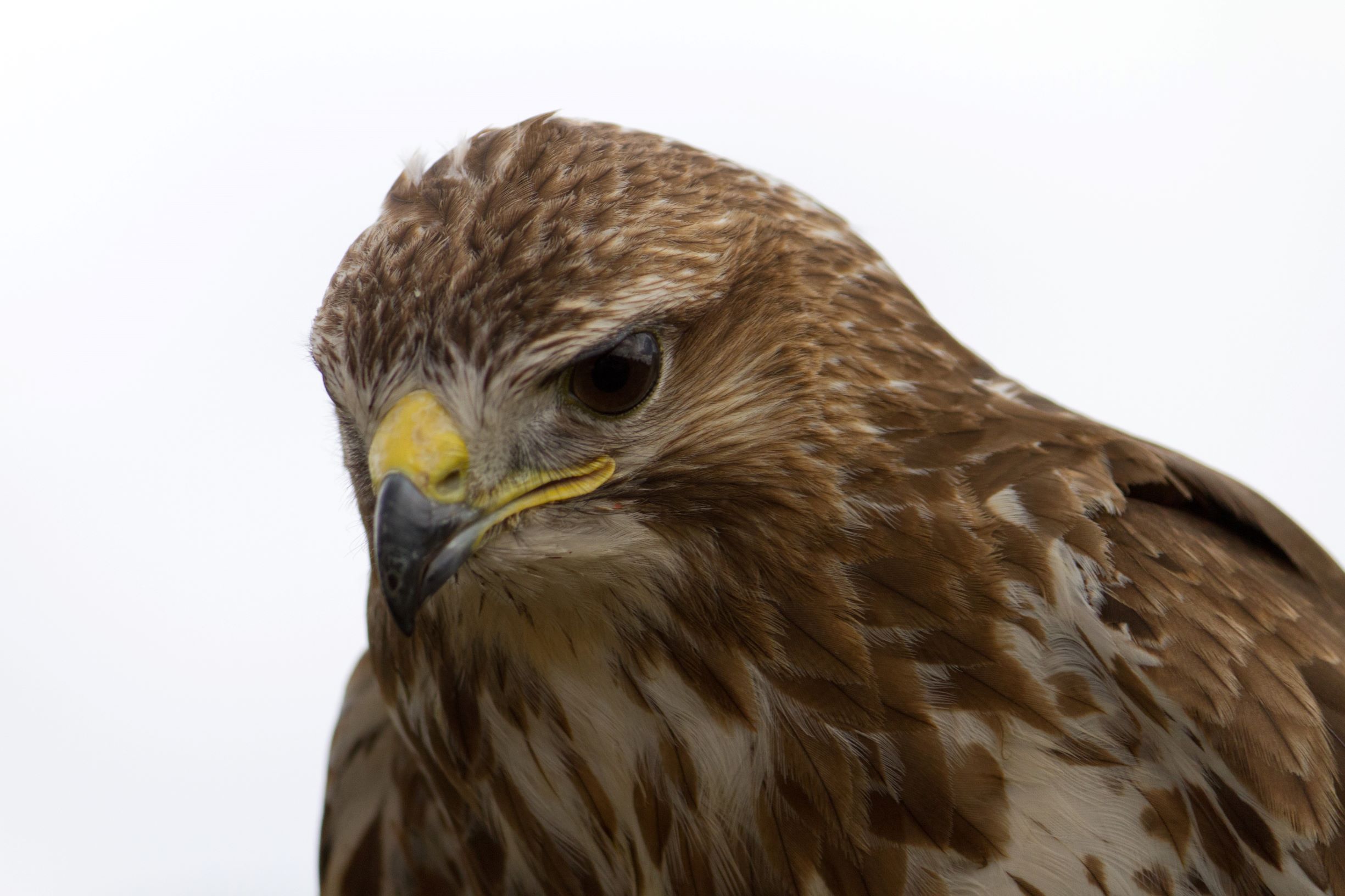 Common Buzzard close up of face