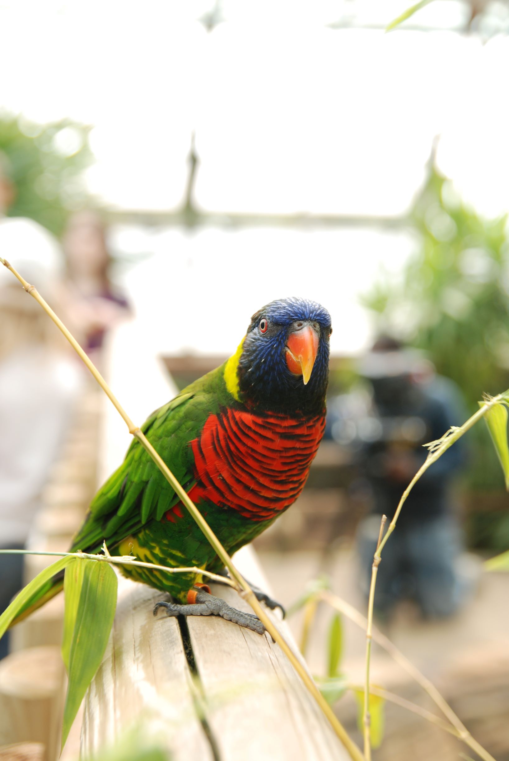 Image of close up of rainbow lorikeet