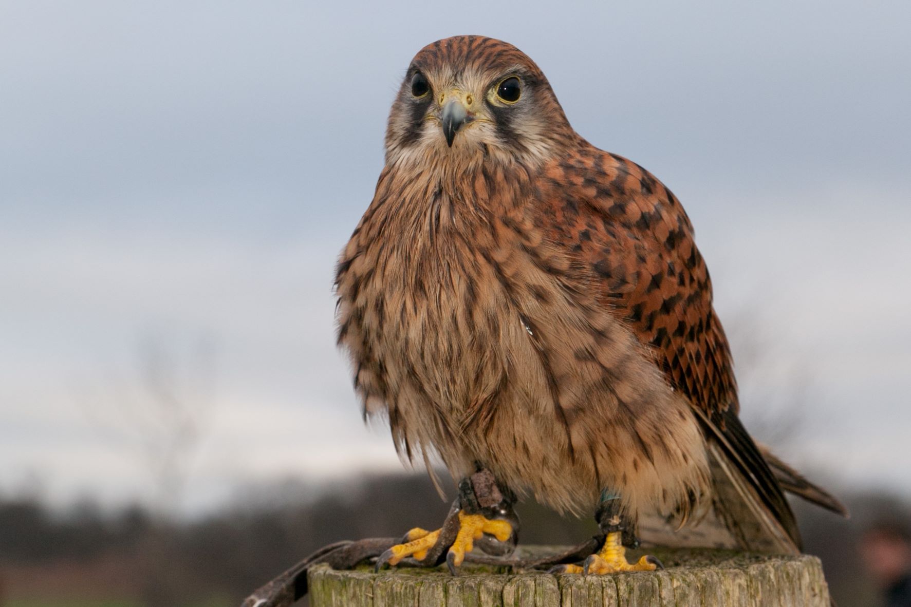 Common kestrel perches on tree stump