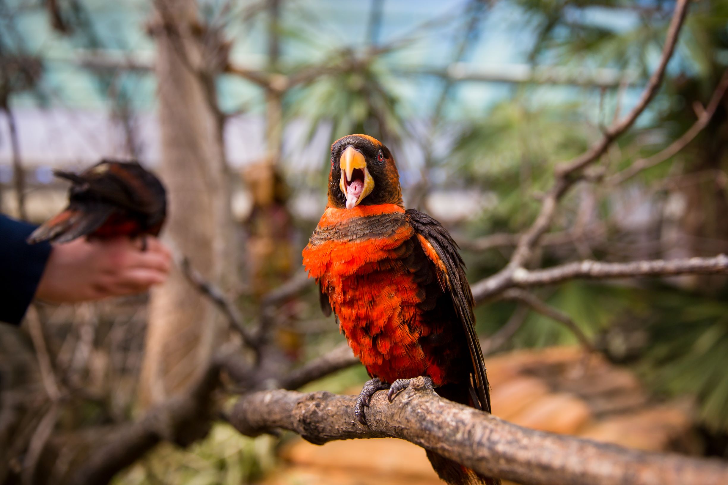 Image of dusky lory