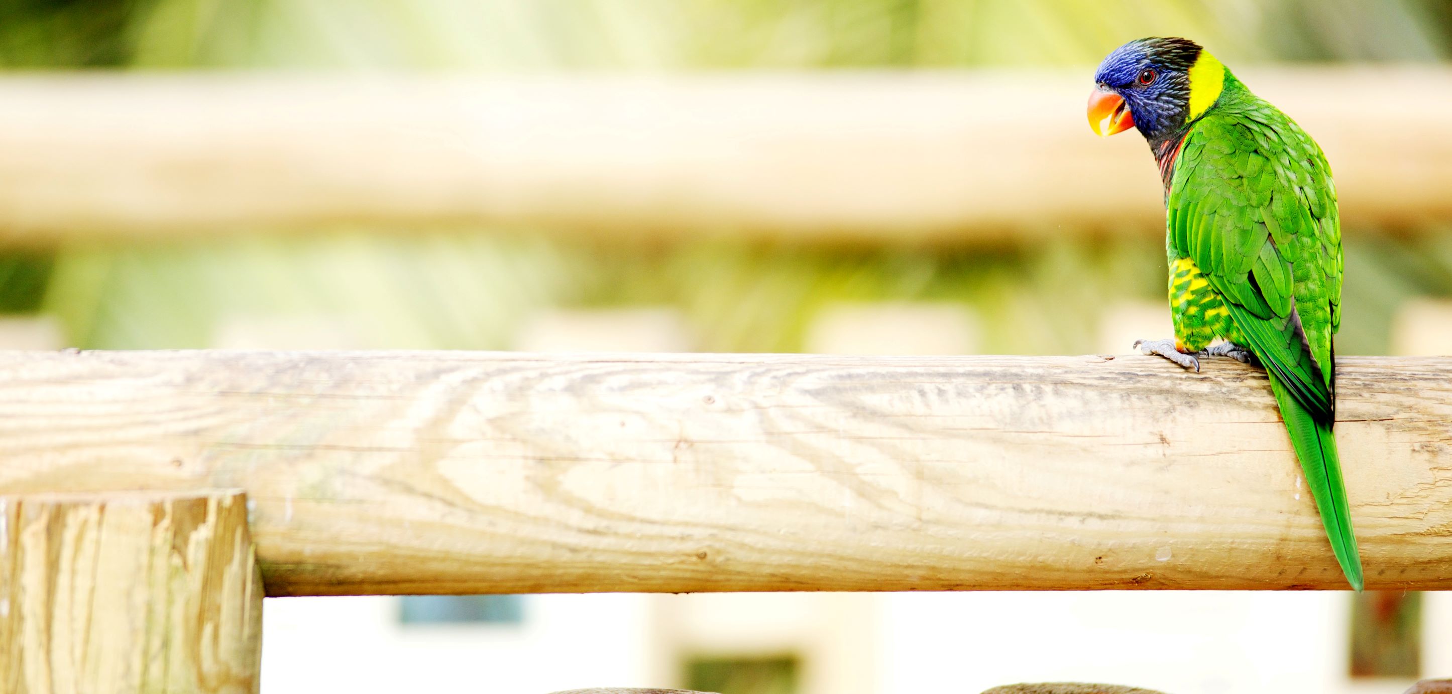 Coconut Lorikeet perches on wooden beam