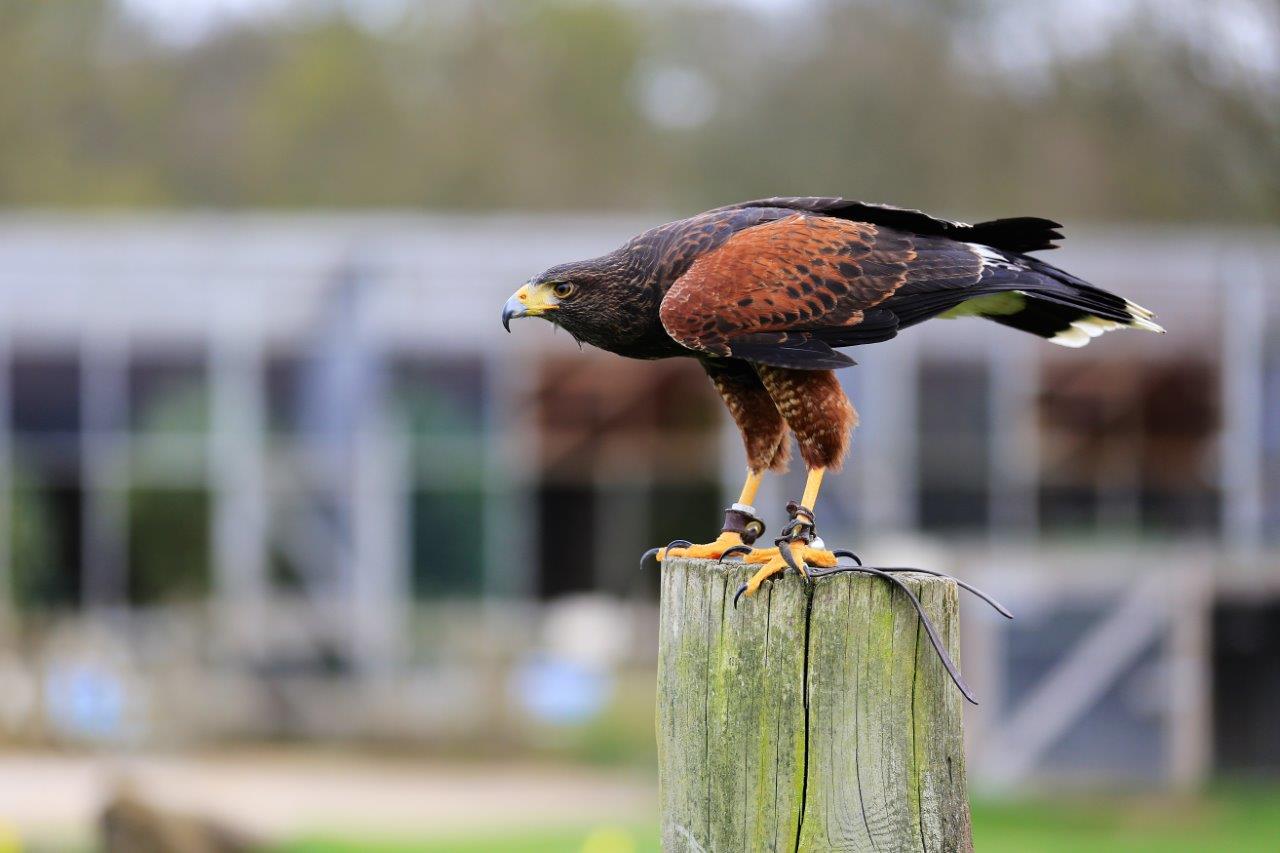 Image of harris hawk