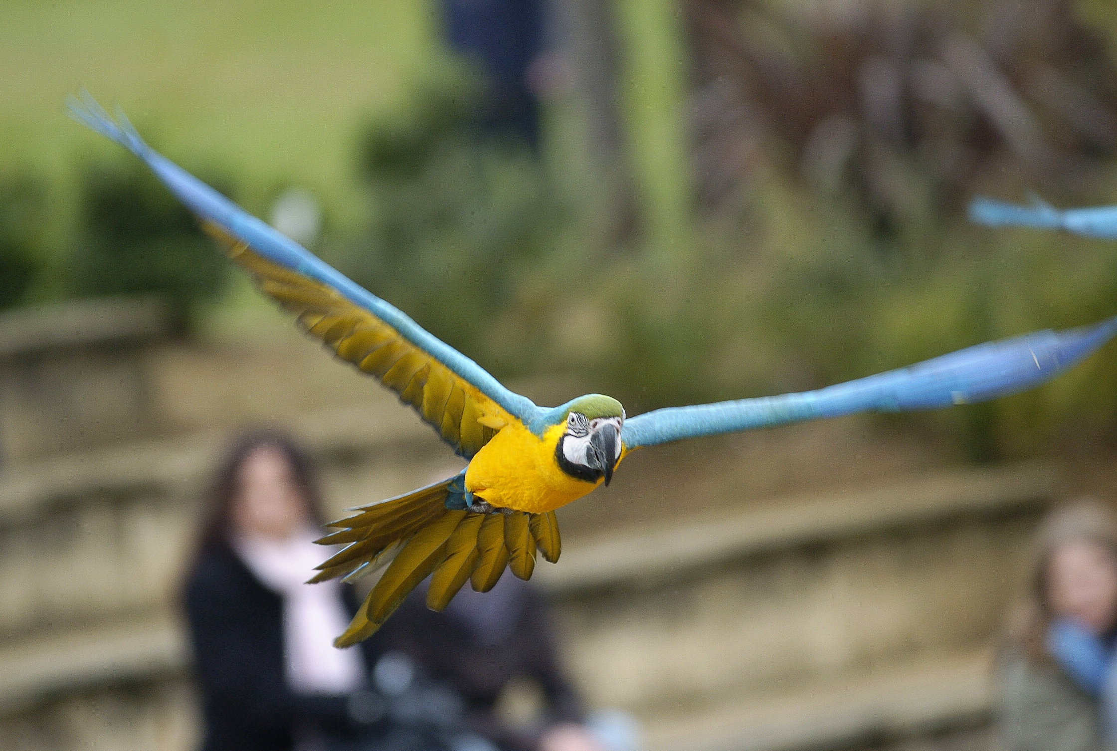 Blue and gold macaw flies through the air as visitors watch Birds in Action demo