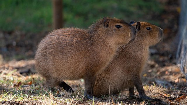 Capybara siblings enjoying some the shade in their enclosure