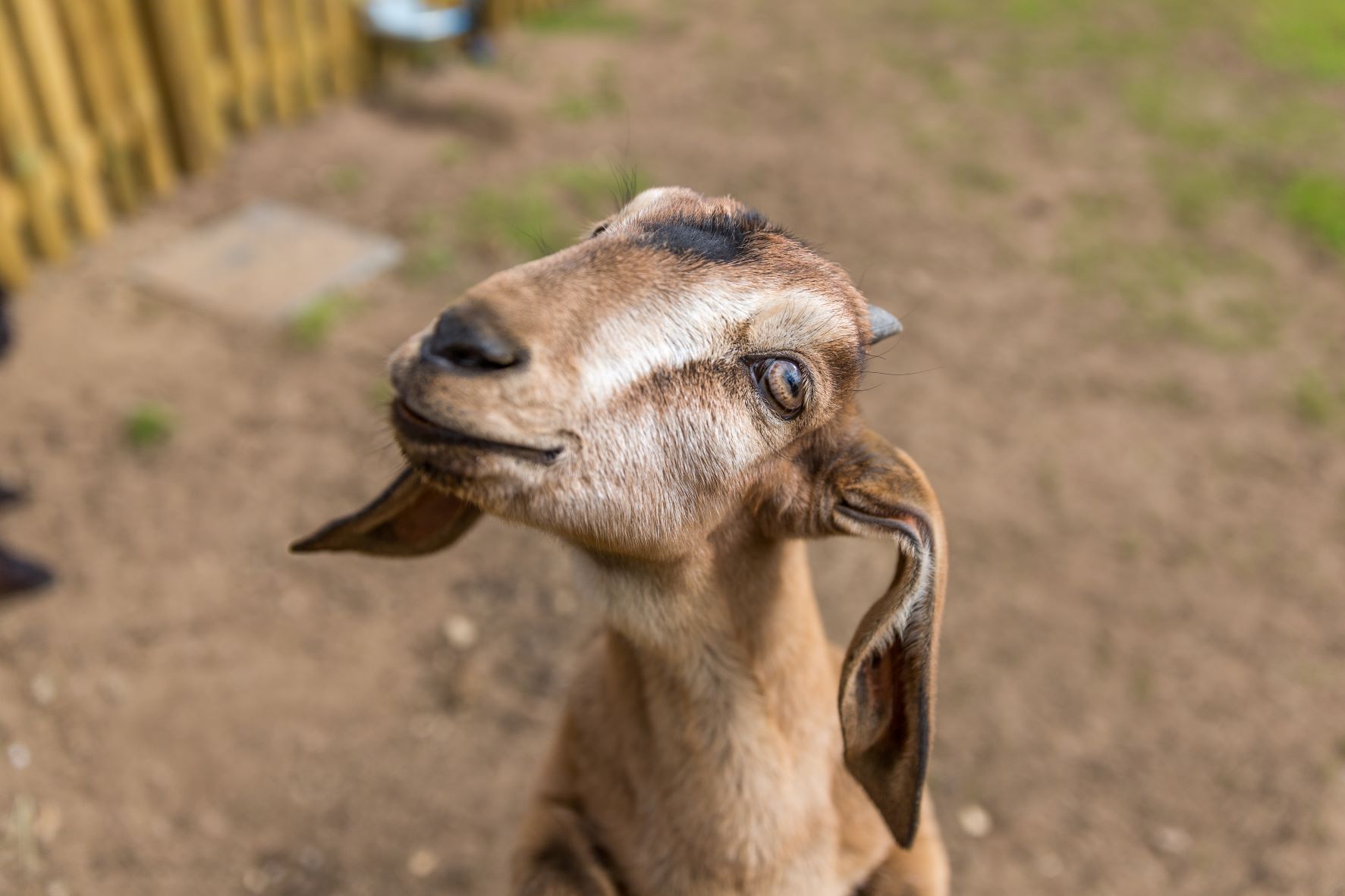 Anglo Nubian Goat tilts head close up 