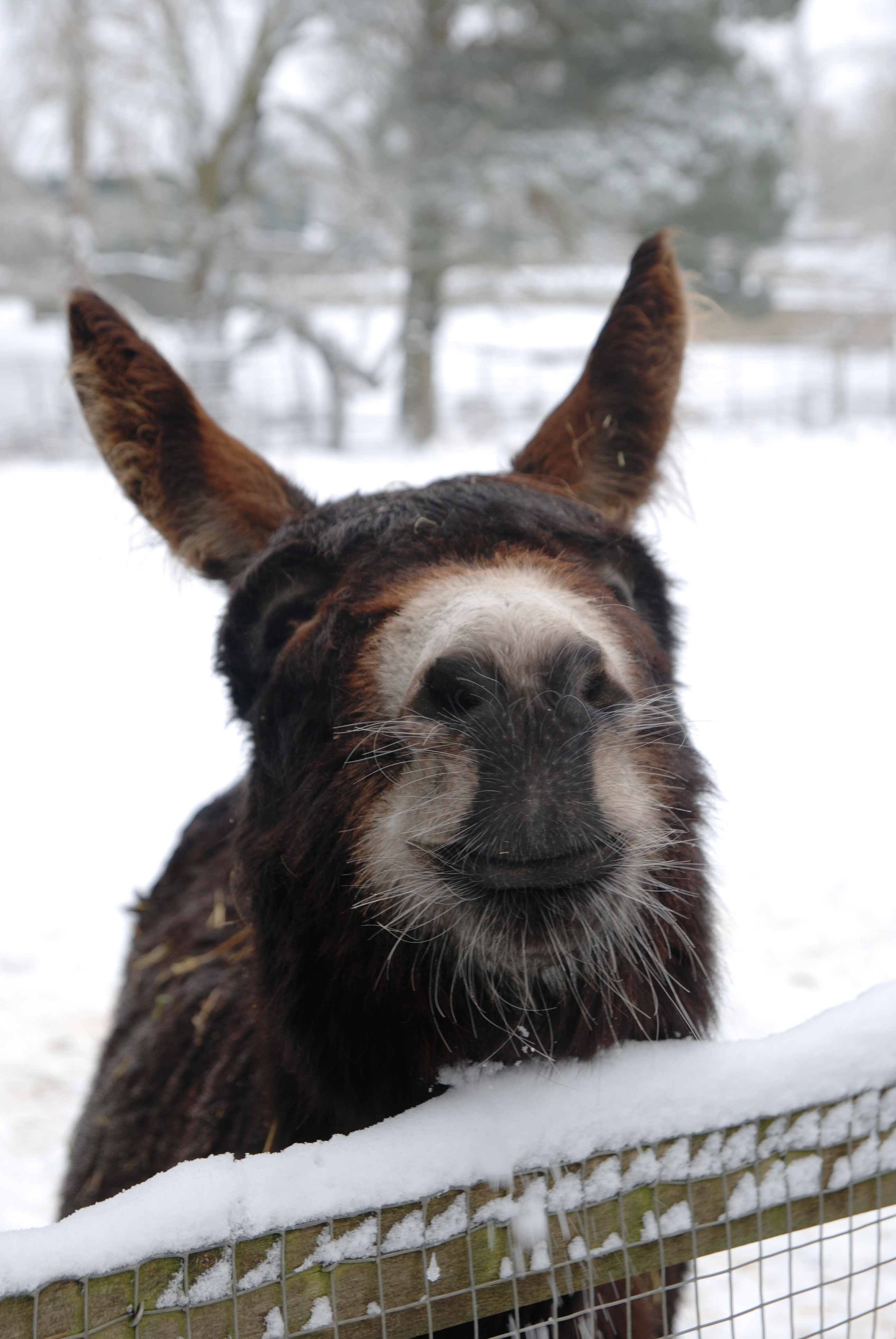 Brown donkey rests head on snowy fence