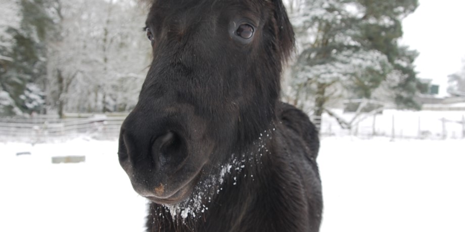 Black Shetland pony close up in snow