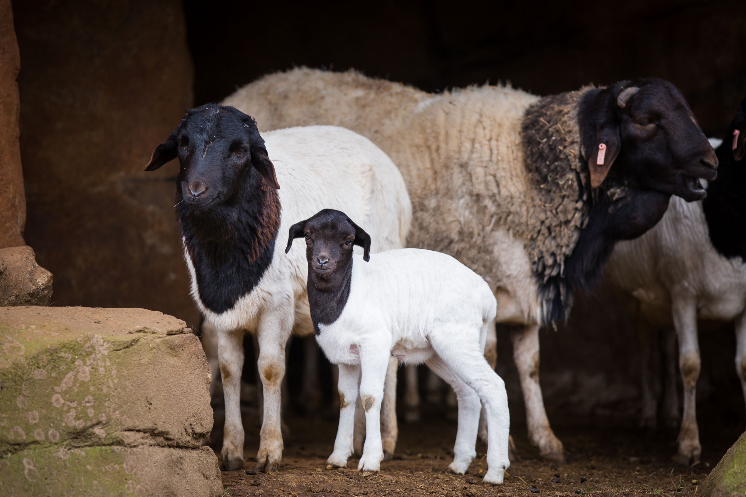 Herd of Somali Black headed sheep stand in rocky shelter