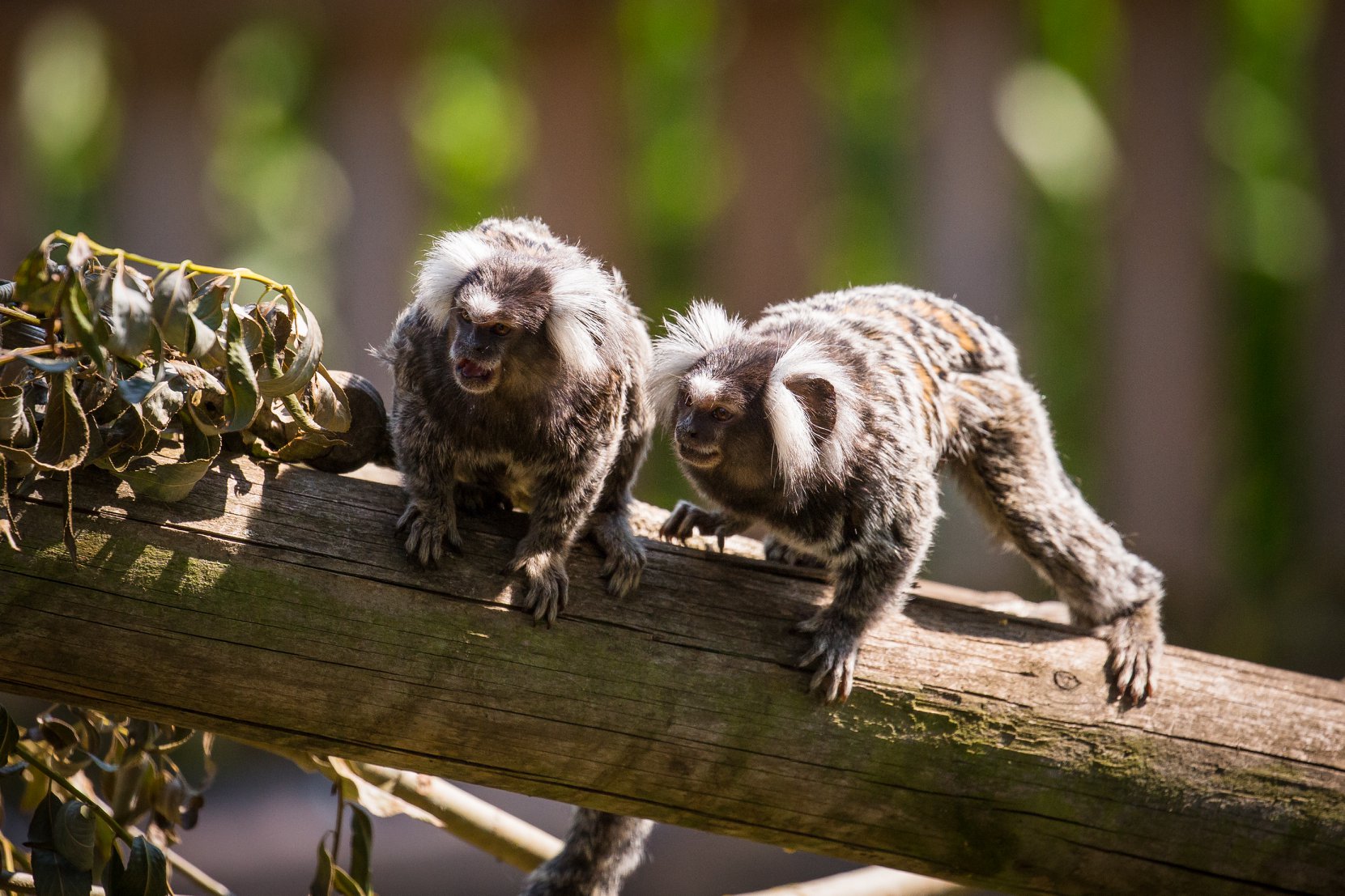 Image of two marmosets at woburn safari park