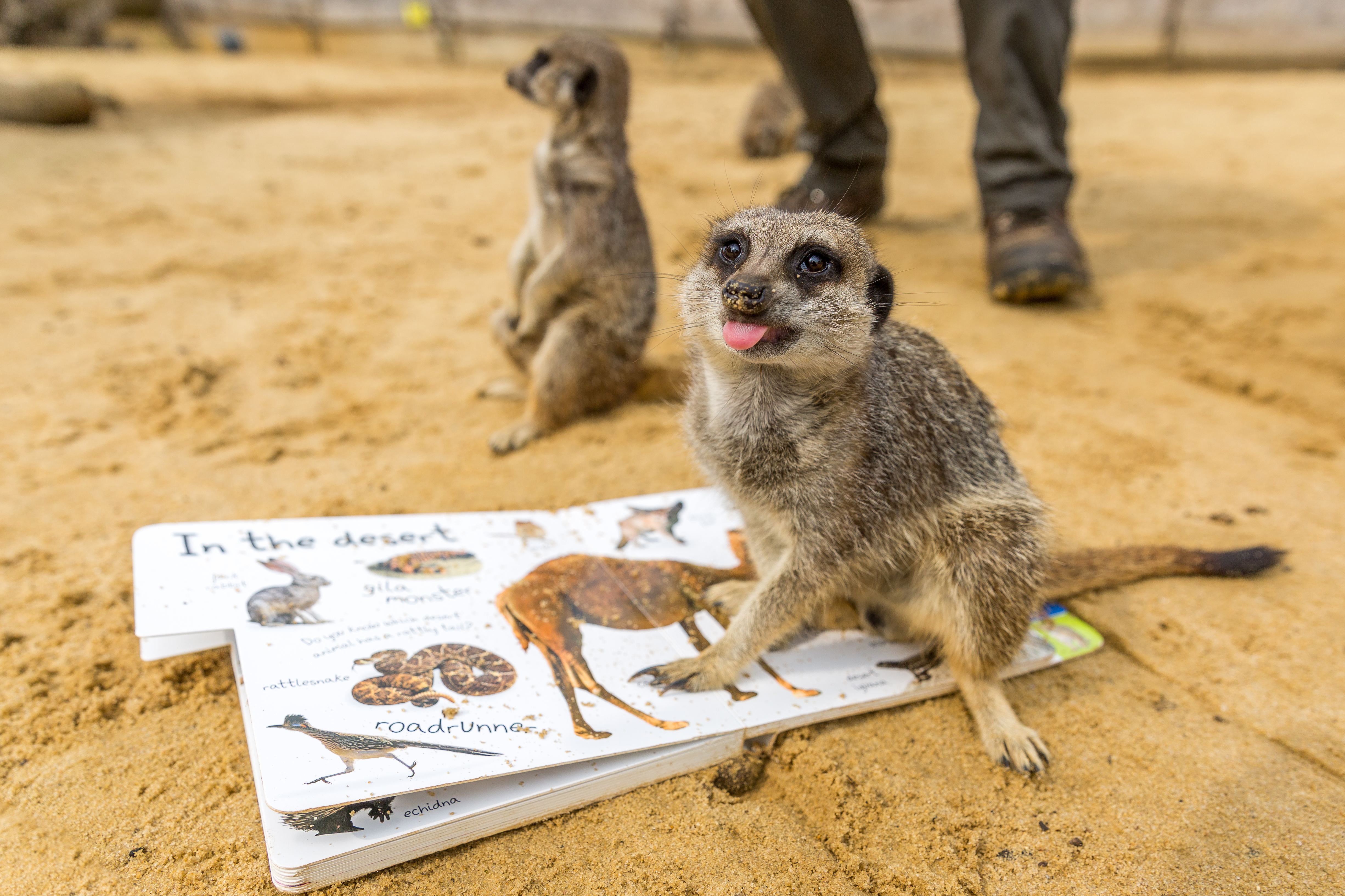 Image of back to school woburn safari park ( august 2018) 10