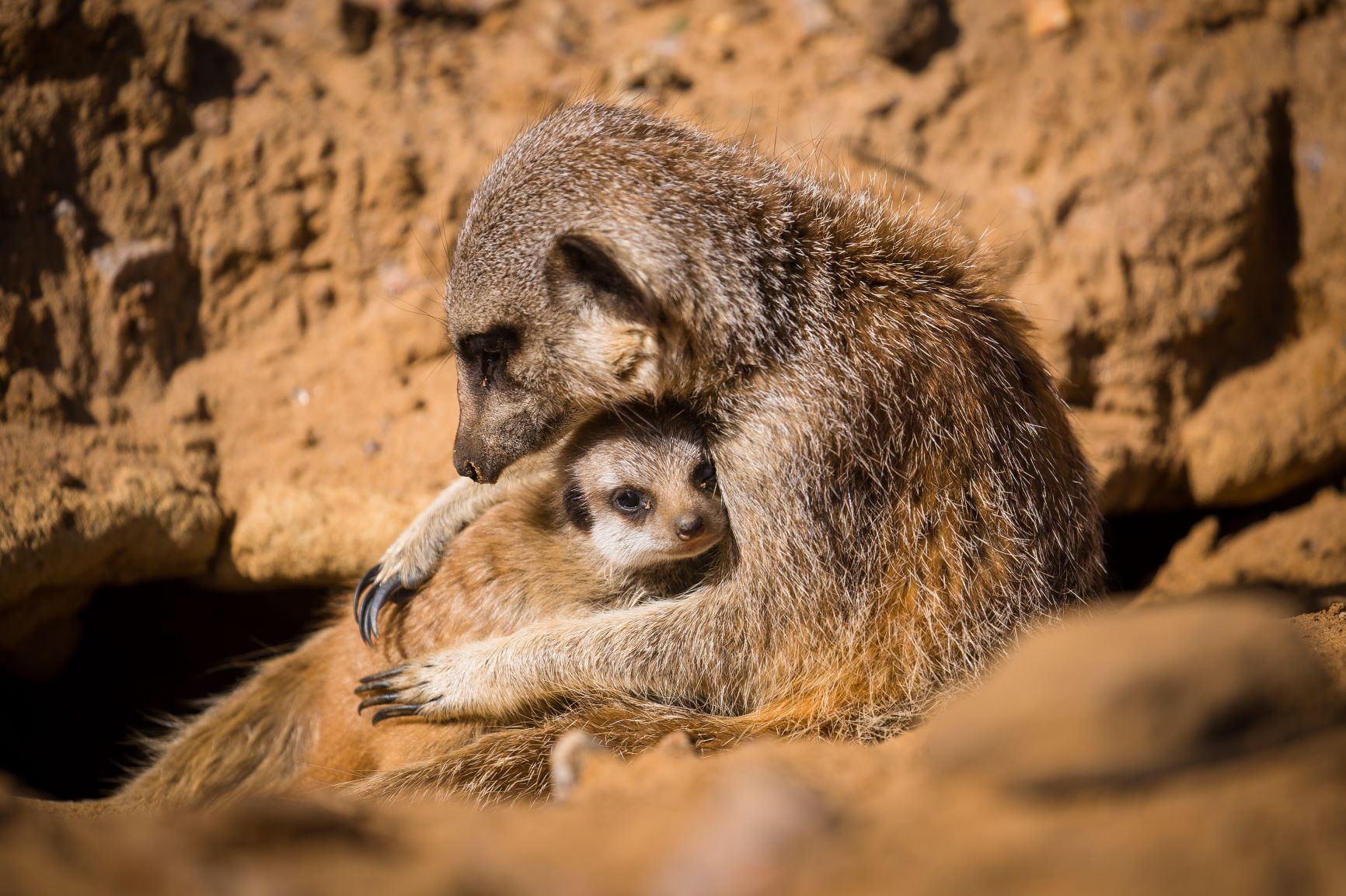 Image of meerkat pup at woburn safari park