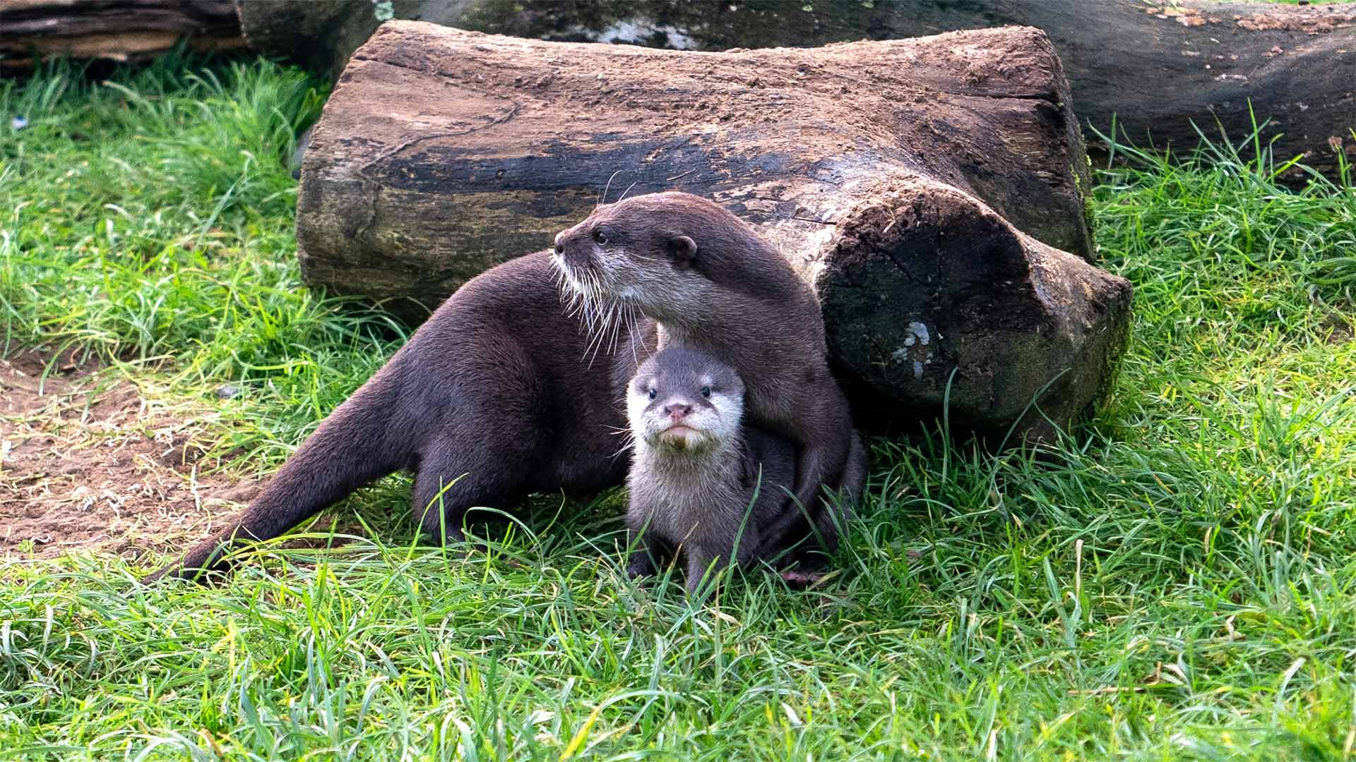 Image of beatrix and pup web landscape 1920x1080