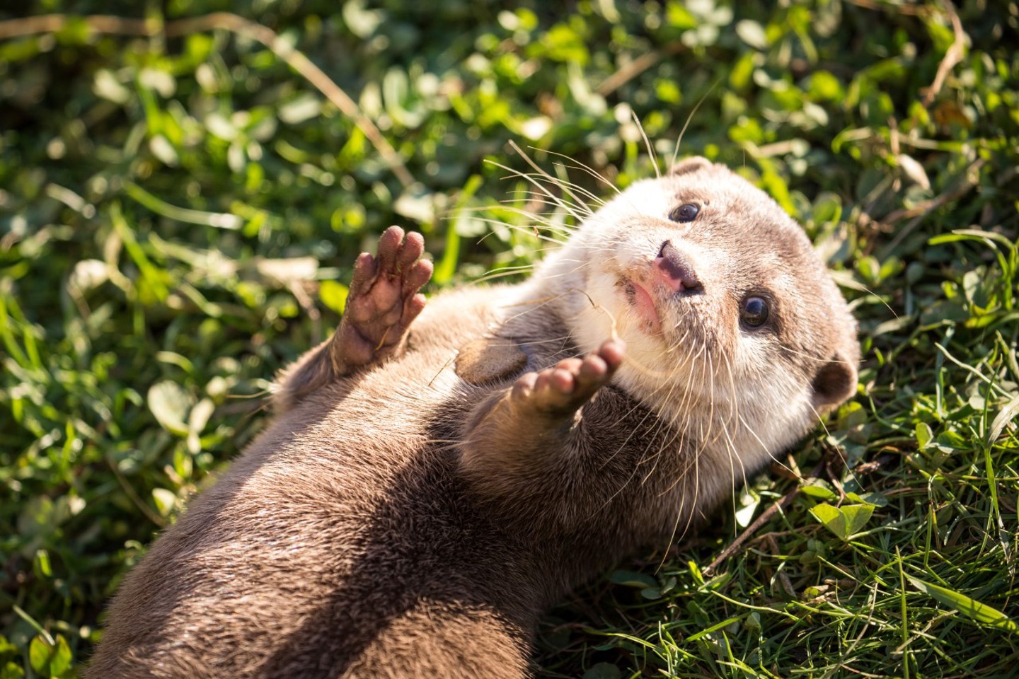 Cute otter lays on its back with its paws up laying on some grass