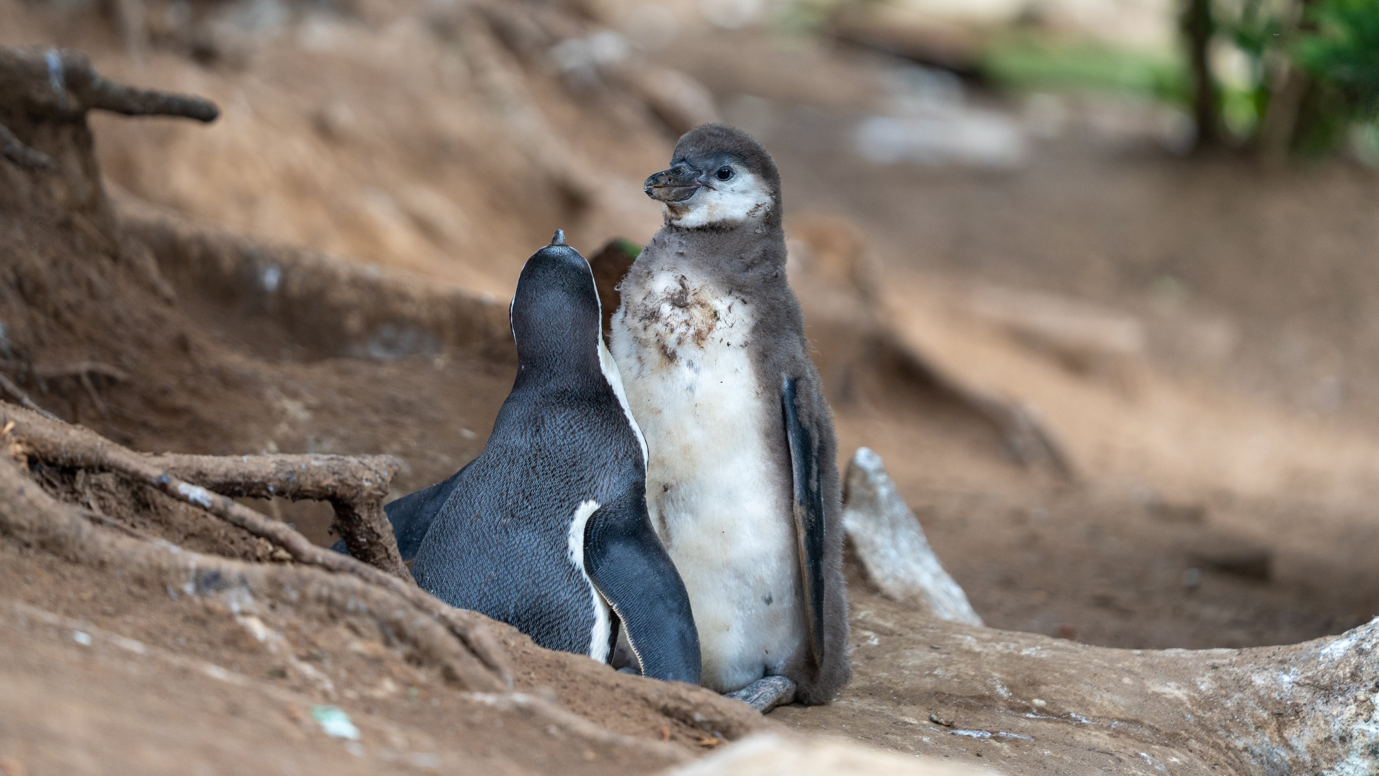 Penguin chicks greeting each other