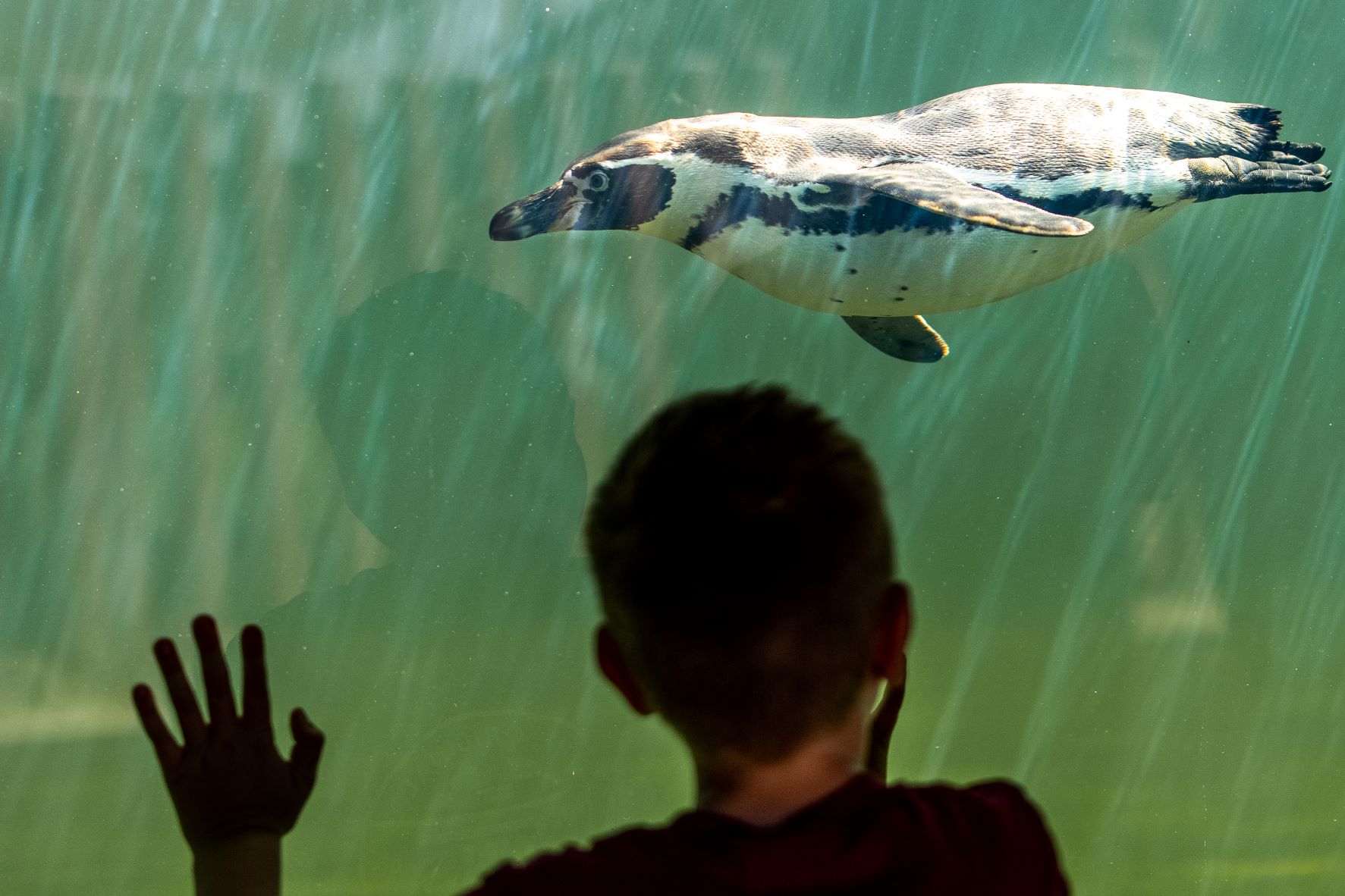 Boy looking at swimming Humboldt penguin at Woburn Safari Park.jpg