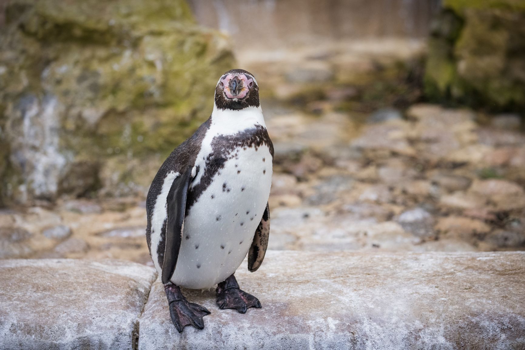 Penguin stands on rocky ledge 