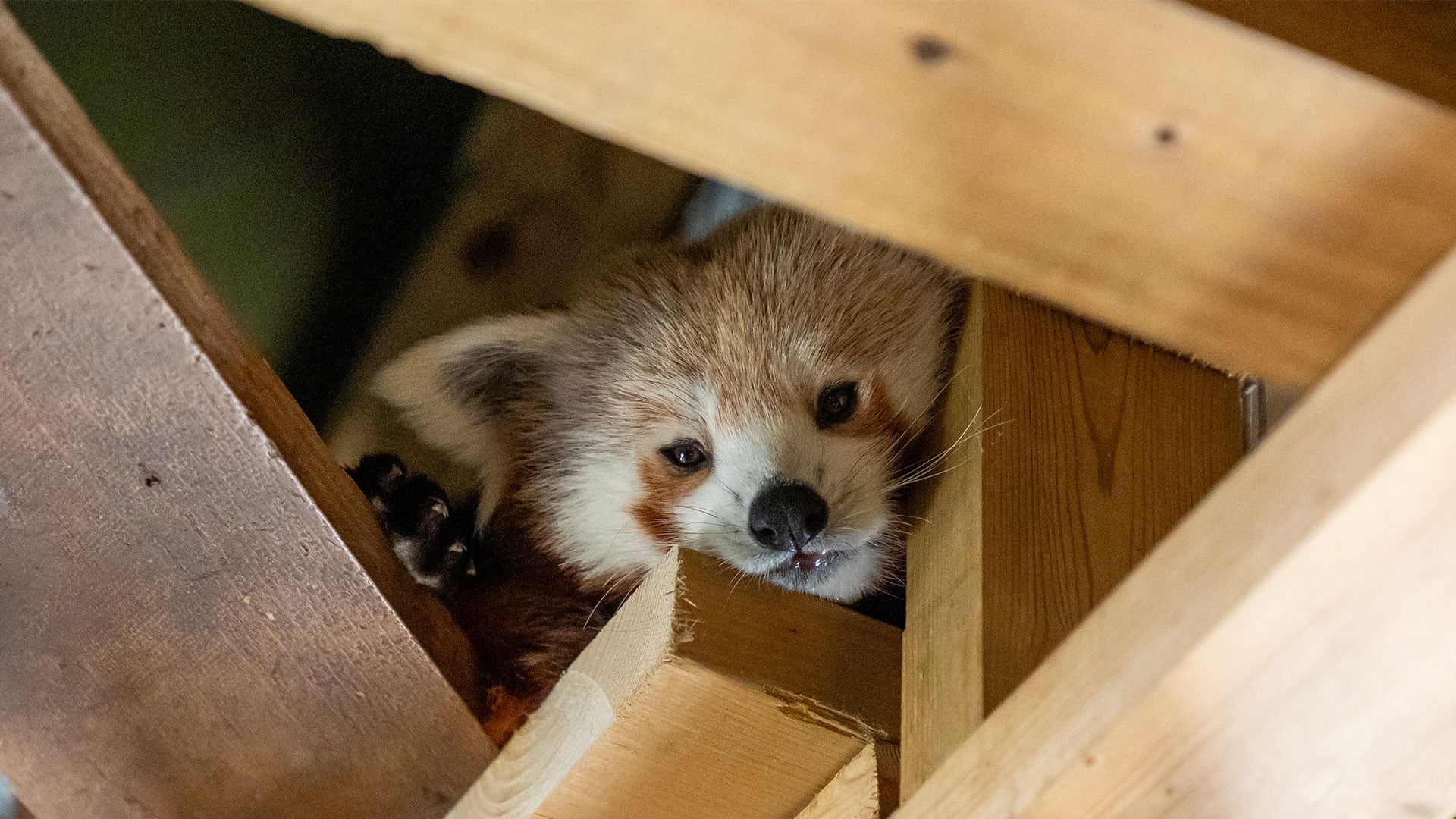Close up image of red panda face between wooden boards