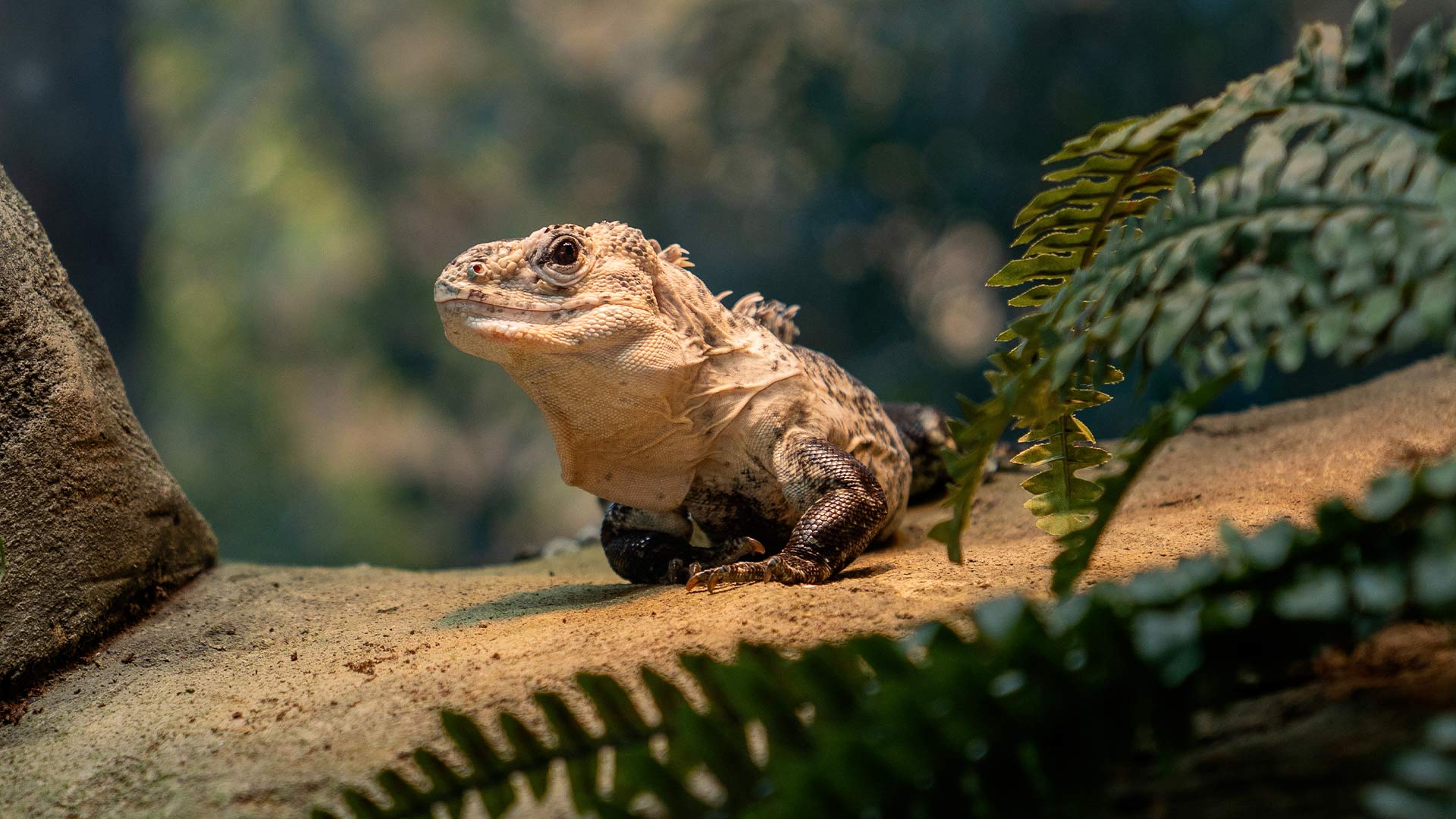 Kev the iguana inside of new enclosure 