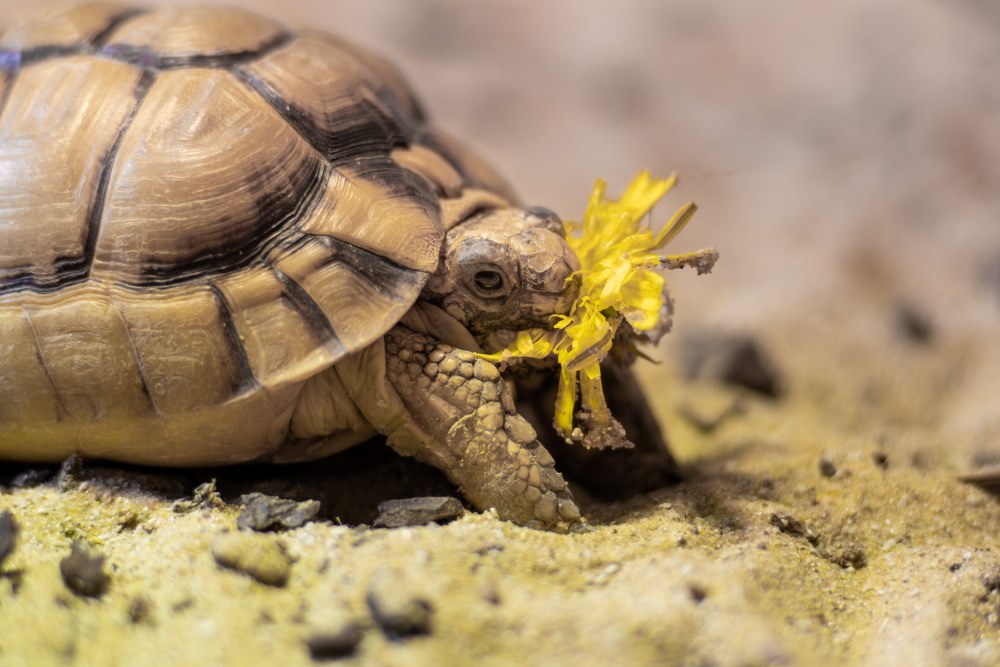 Image of egyptian tortoise 6