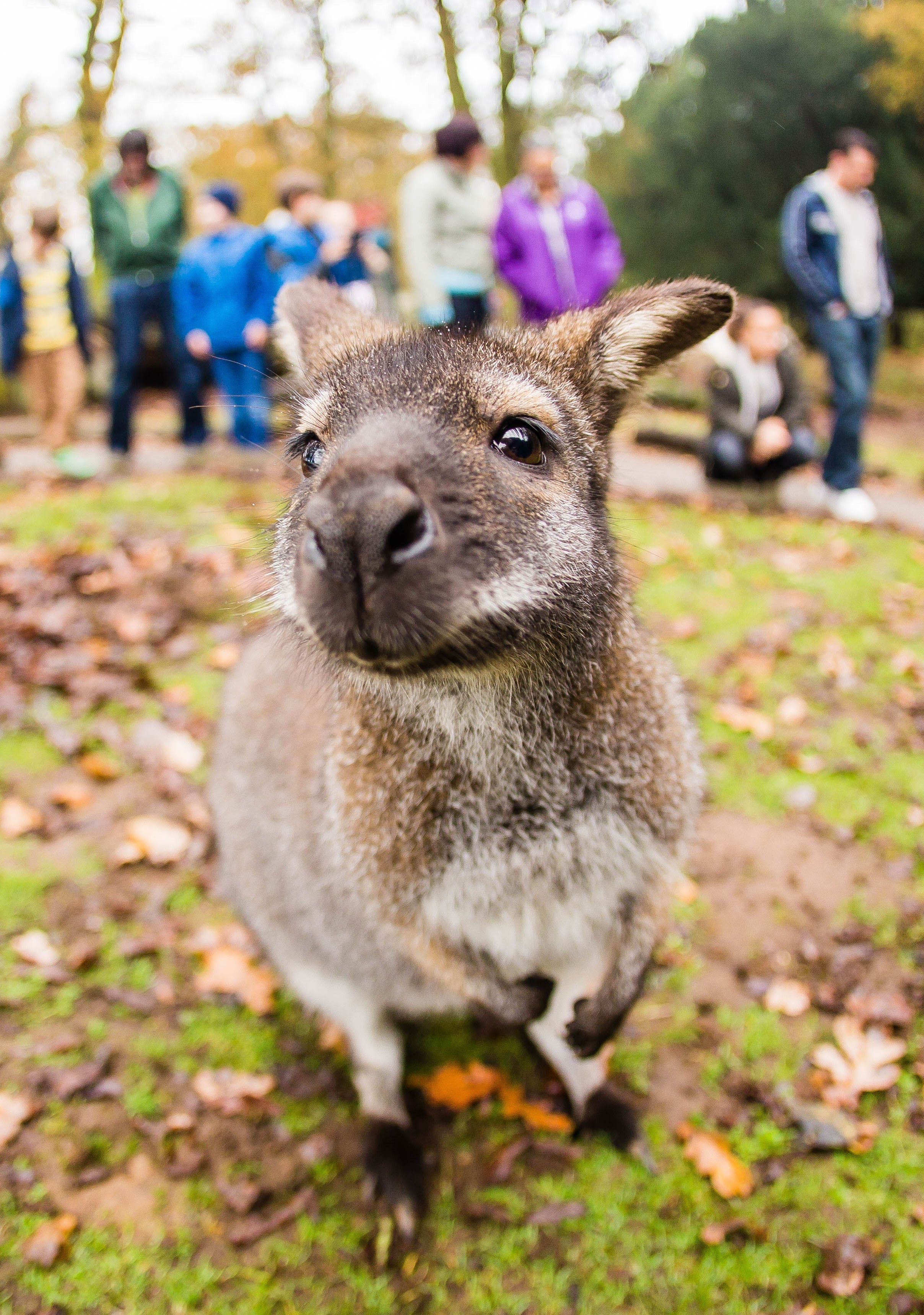 Image of wallaby close up mob