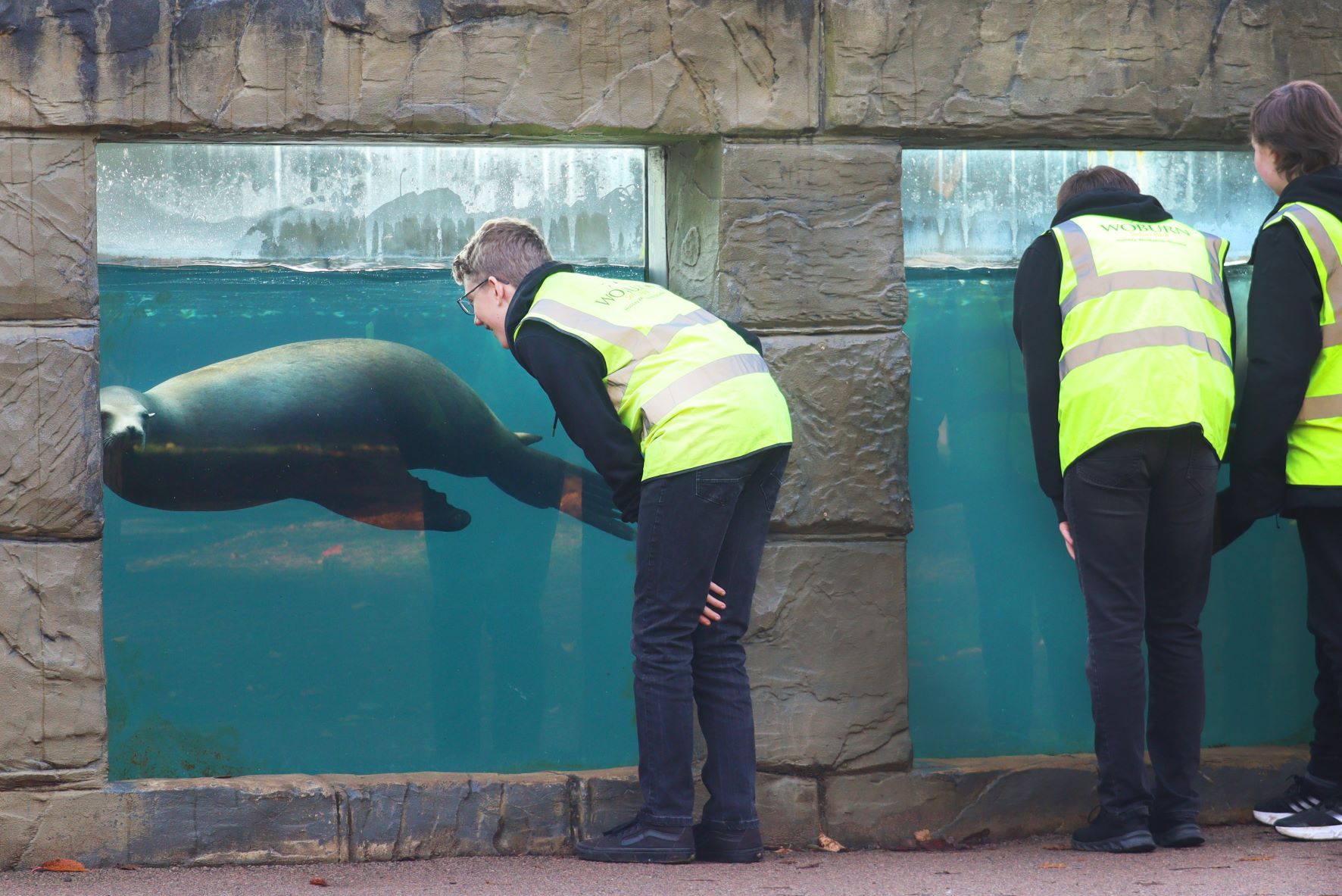 School boy looks at sea lion through viewing window underwater 