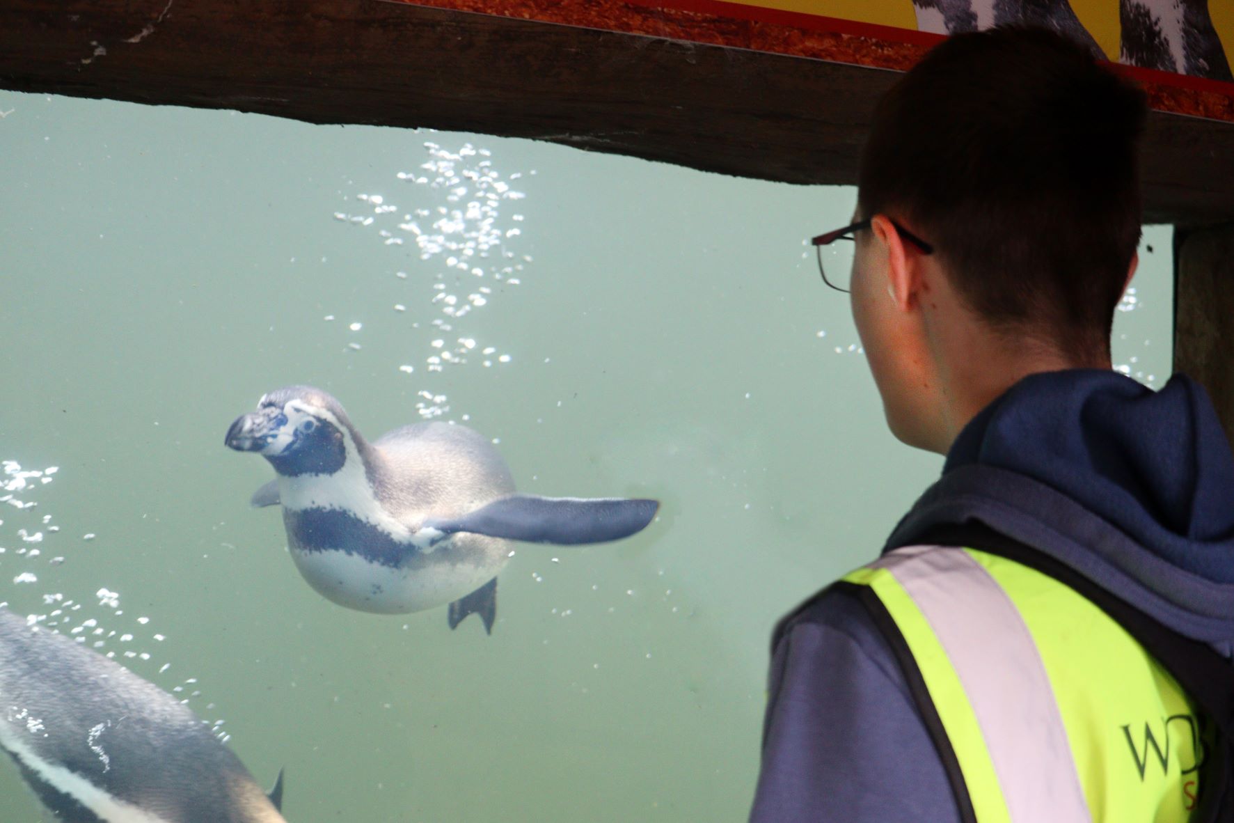 teenage boy looks at penguin underwater through viewing window 