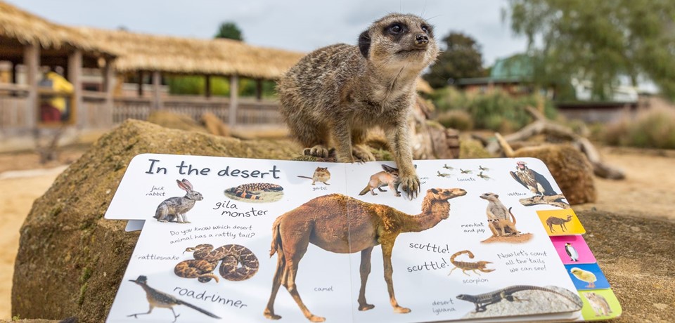 A common meerkat at Woburn Safari Park stands over an educational book 