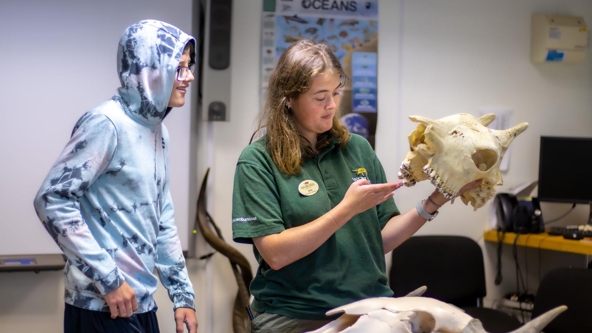 Woburn Safari Park education ranger shows an excited young boy a giraffe skull in an indoor classroom