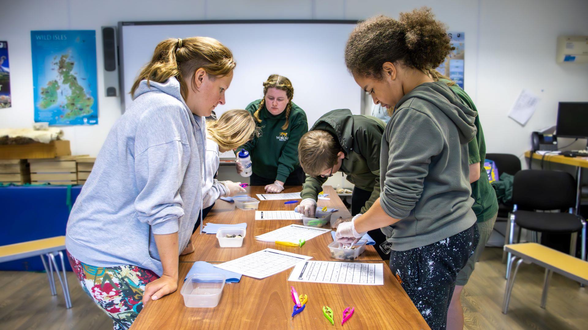 Group of older children work on a long table in an indoor classroom dissecting owl pellets in an indoor educational classroom