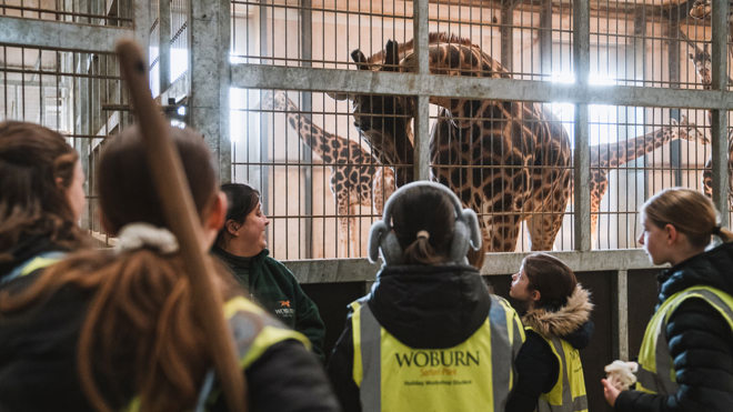 Group of children looking at giraffe inside the giraffe house at Woburn Safari Park