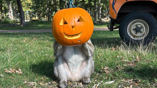 Image of barbary macaque pumpkin head web 1920x1080 landscape