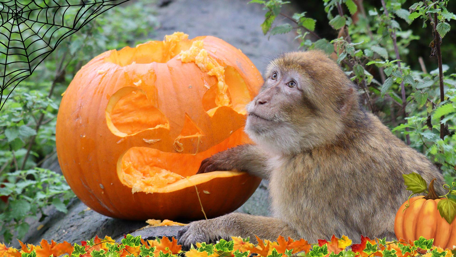 Barbary Macaque with pumpkin