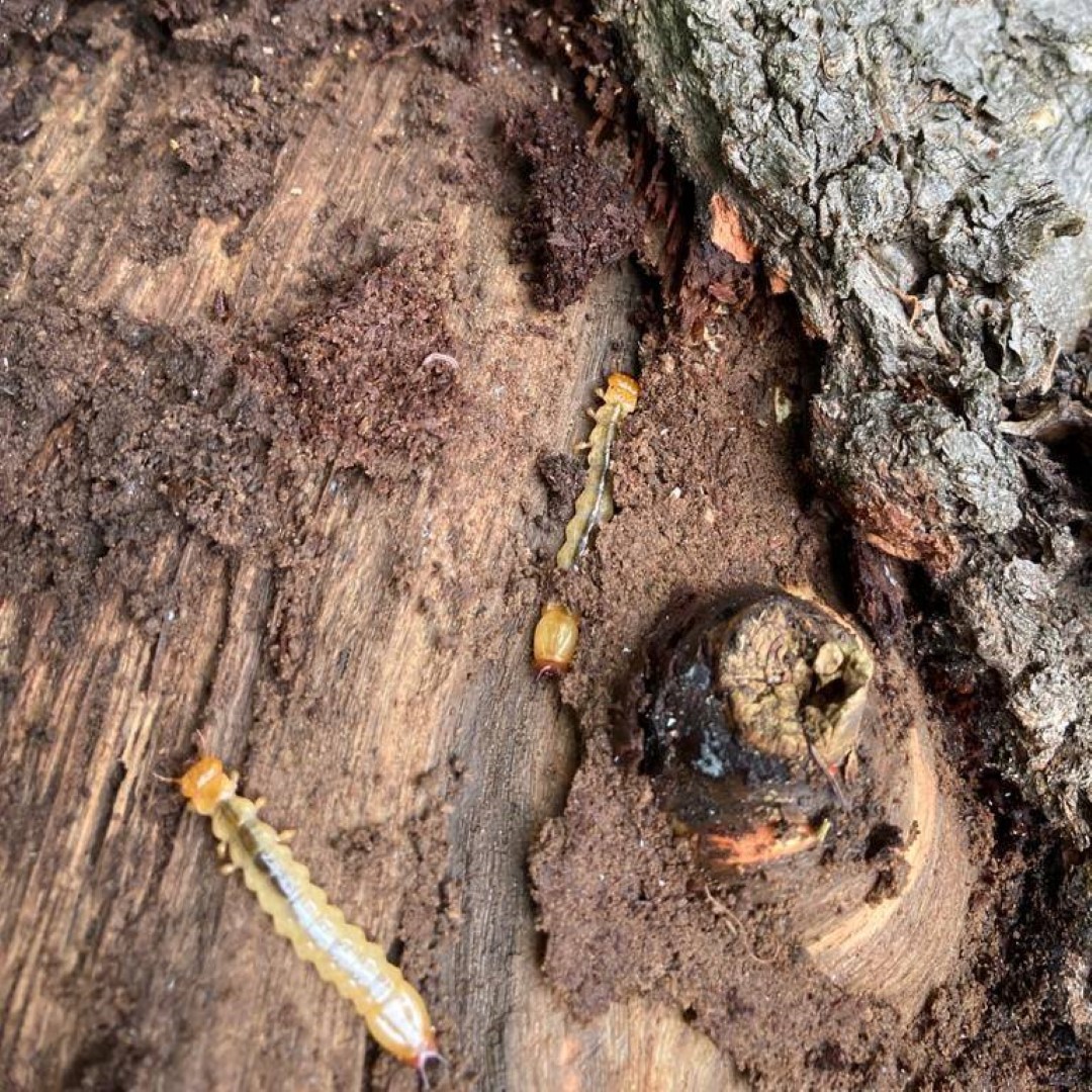 Native species found at the Woburn Safari Park BioBlitz survey