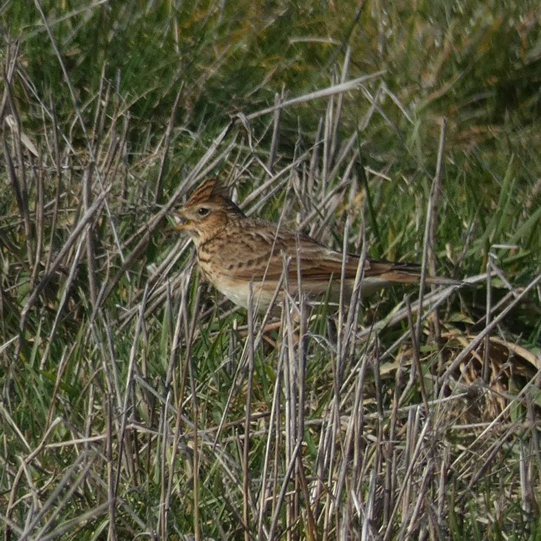 A skylark pictured at Woburn Safari Park