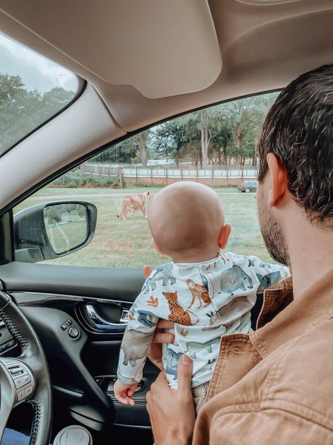 Man holds baby on lap to look out of window at lion in road safari, with trees and other cars in the distance 