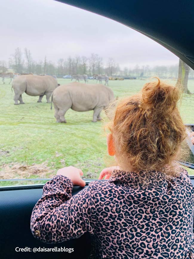 Little girl looks out car window at two rhino and two zebra grazing in the road safari with trees in the distance 