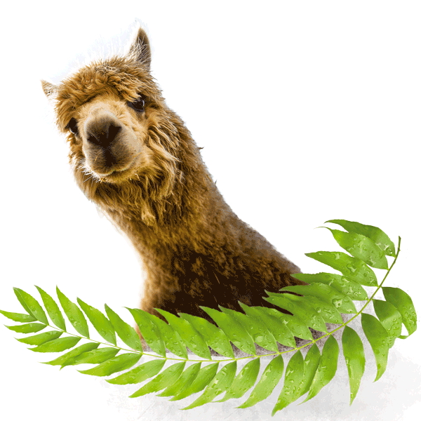 Alpaca head on transparent background with leaves below 