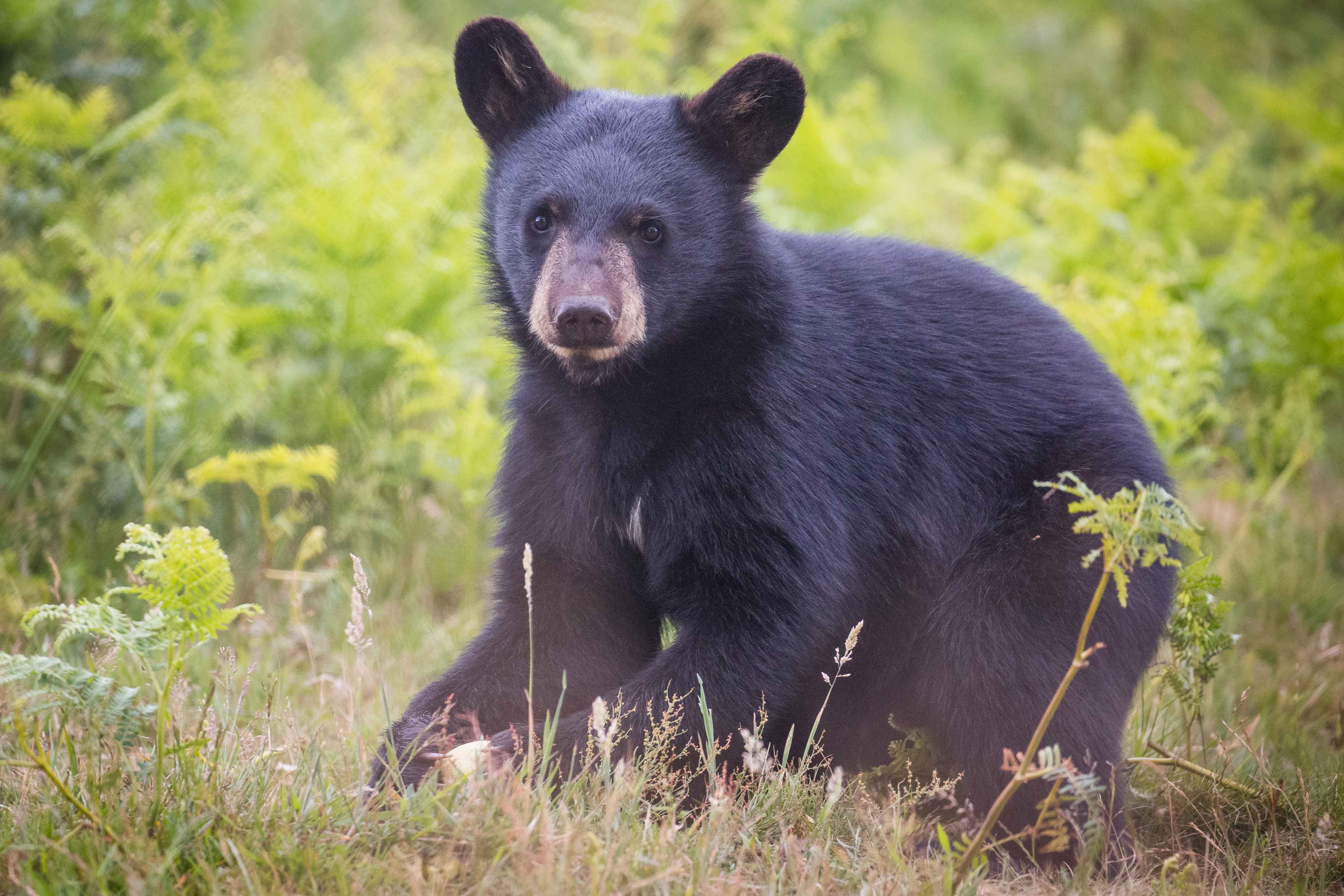 A young North American black bear cub at Woburn Safari Park