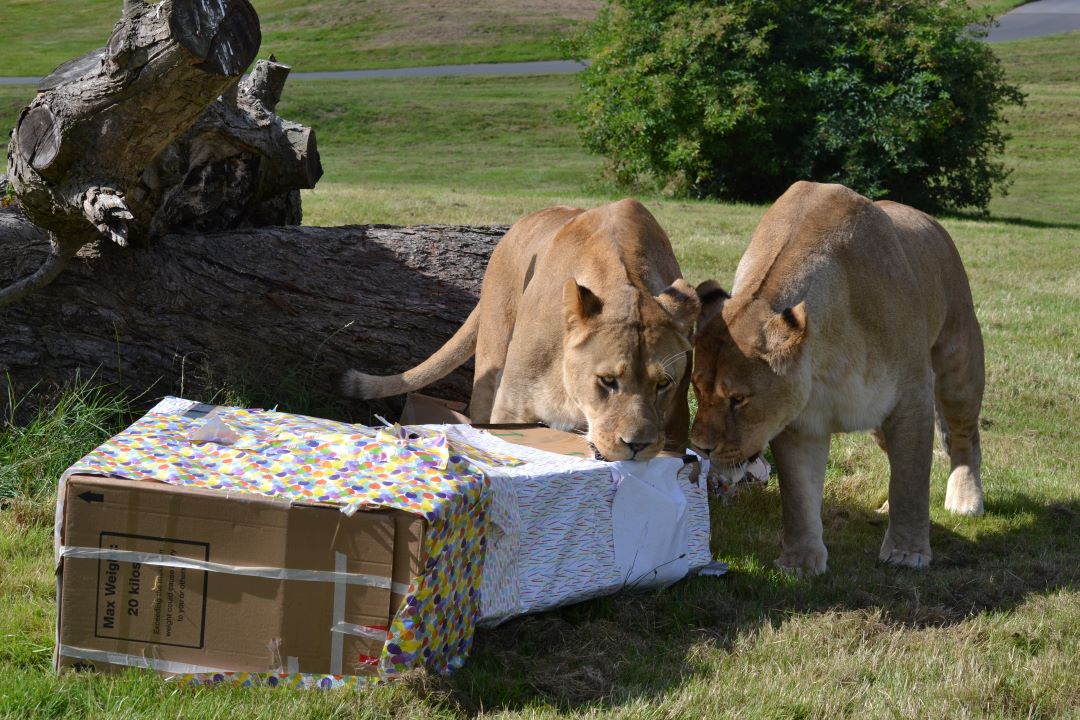 Image of kojo kahari5th birthday keeper lauren