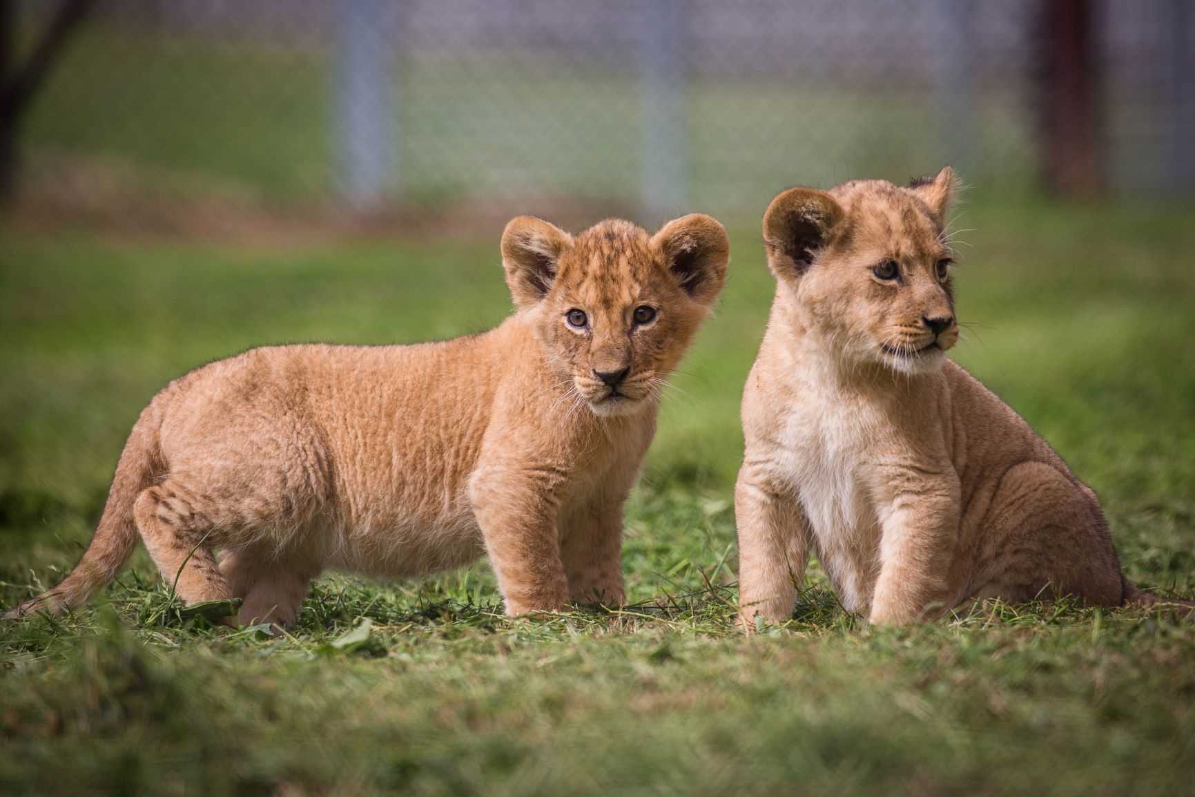 Lion cubs at Woburn Safari Park.jpg