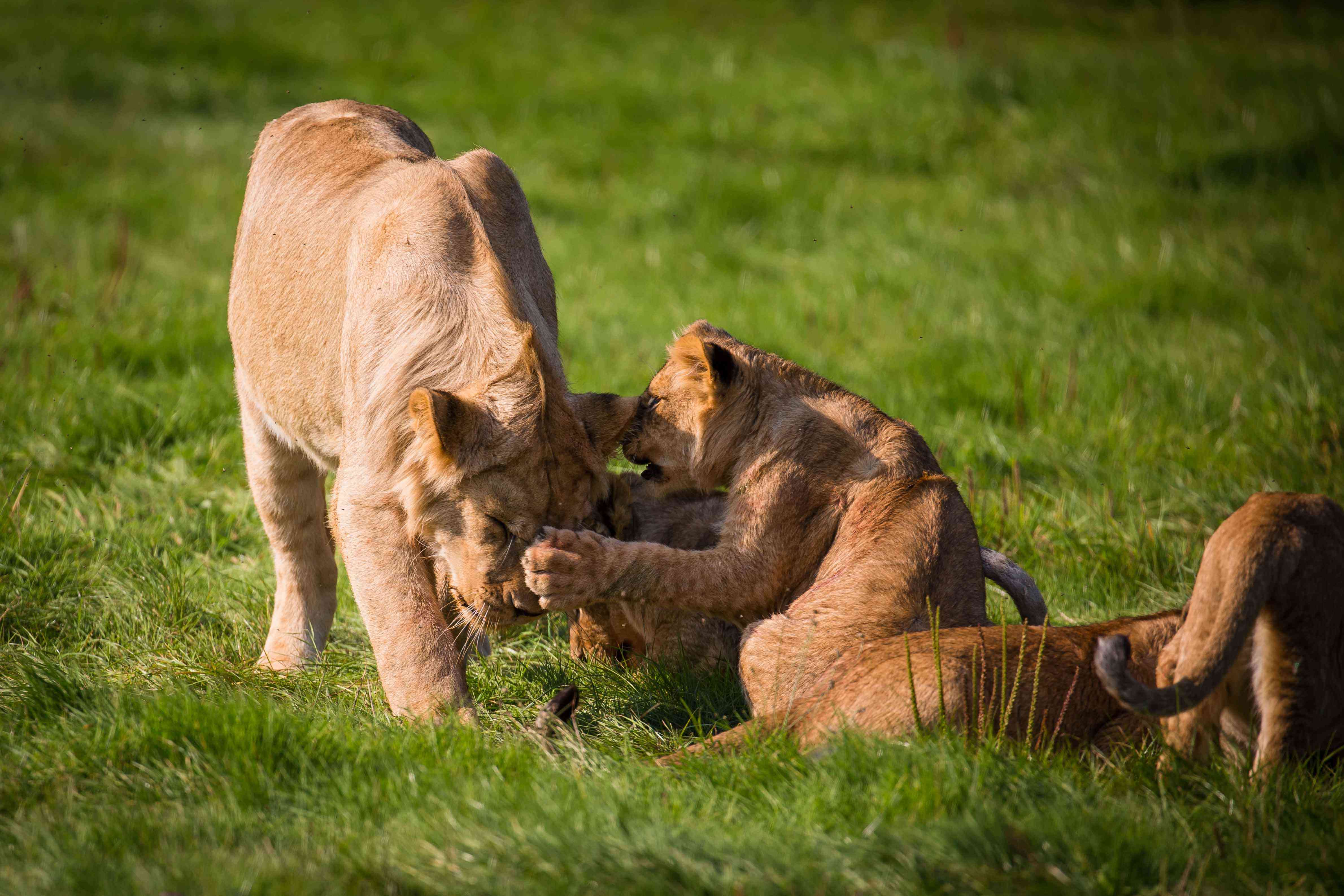 Lion-cubs-mixing-2.jpg