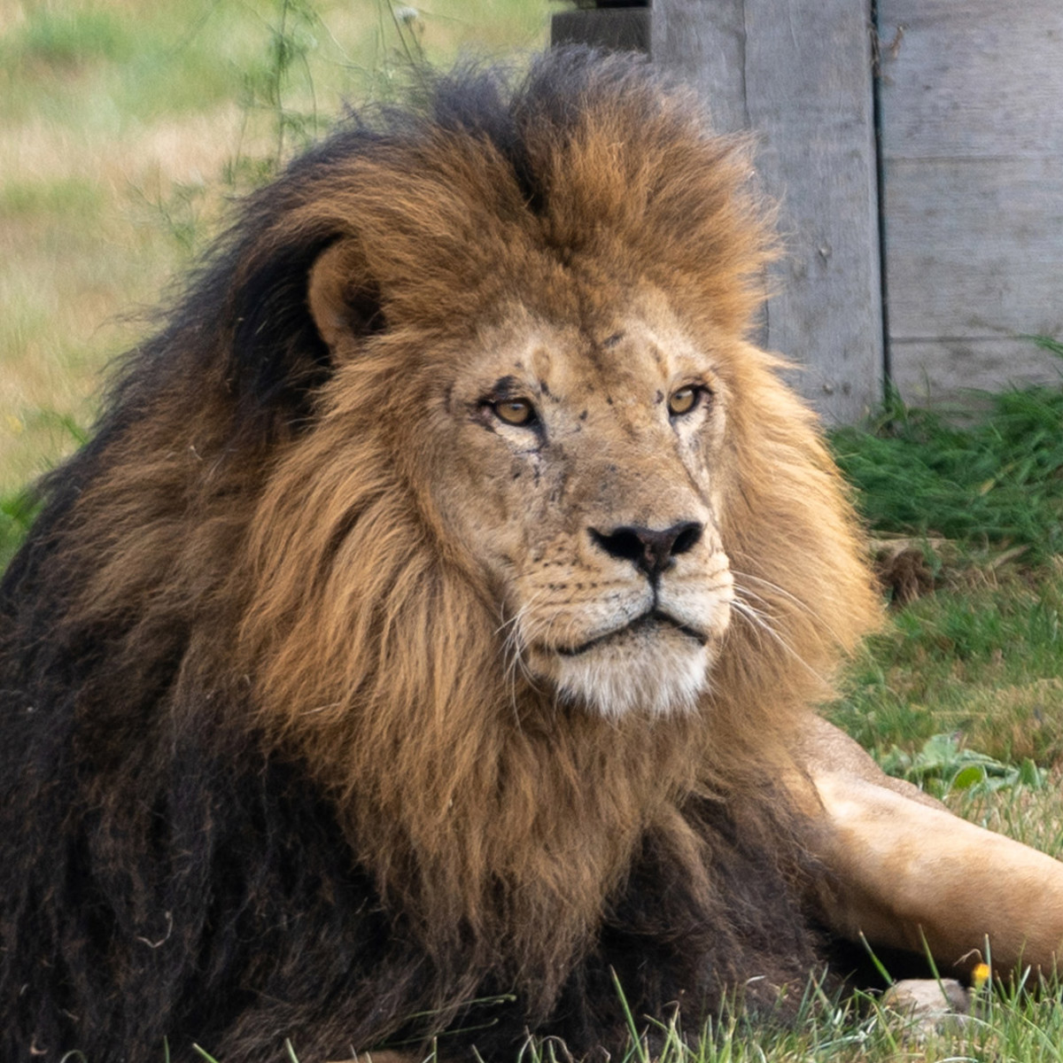 Image of lonka the new lion 1080x1080 web