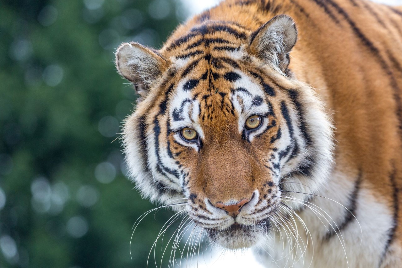 tiger looks towards camera with striking yellow eyes against a blurred green background 