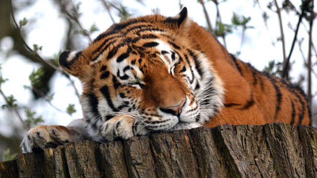 Image of dmitri sleeping in kingdom of the carnivores at woburn safari park 1920x1080